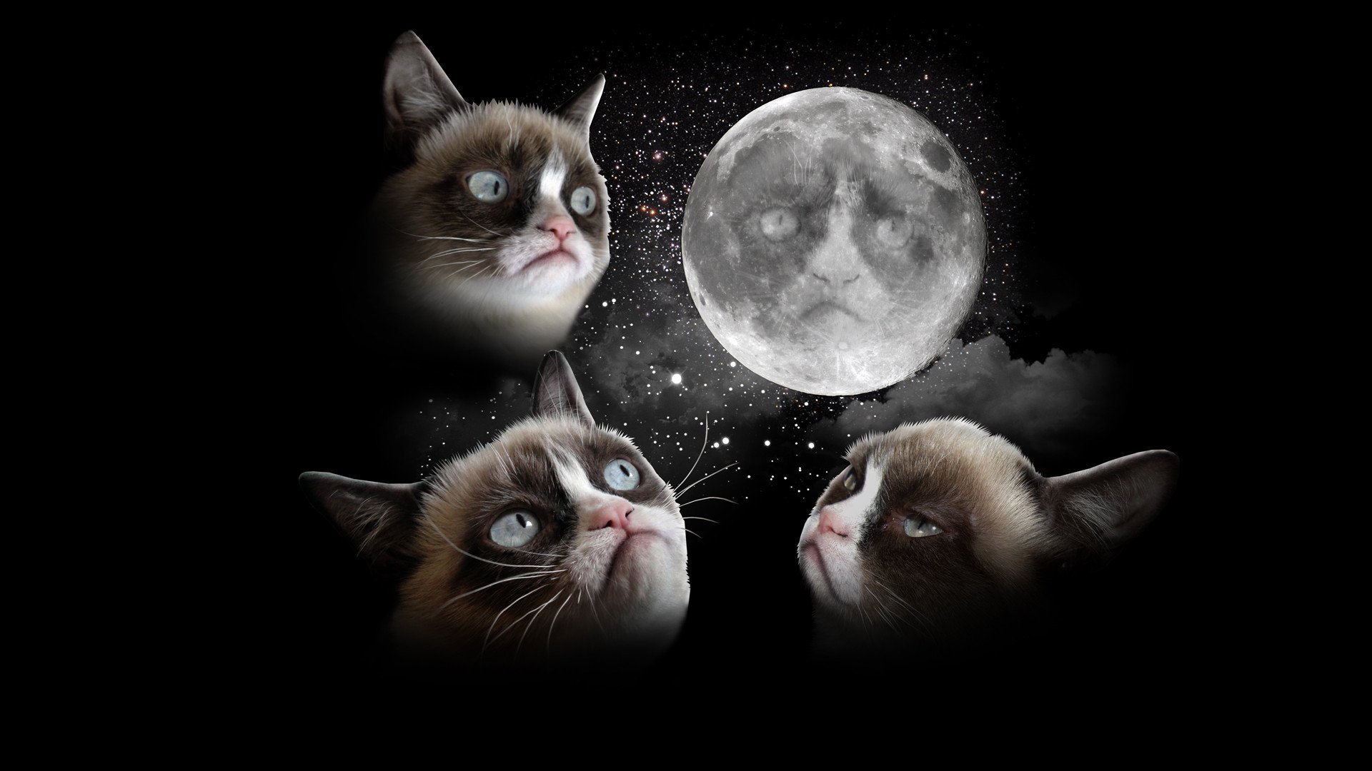 Cat Meme Wallpapers