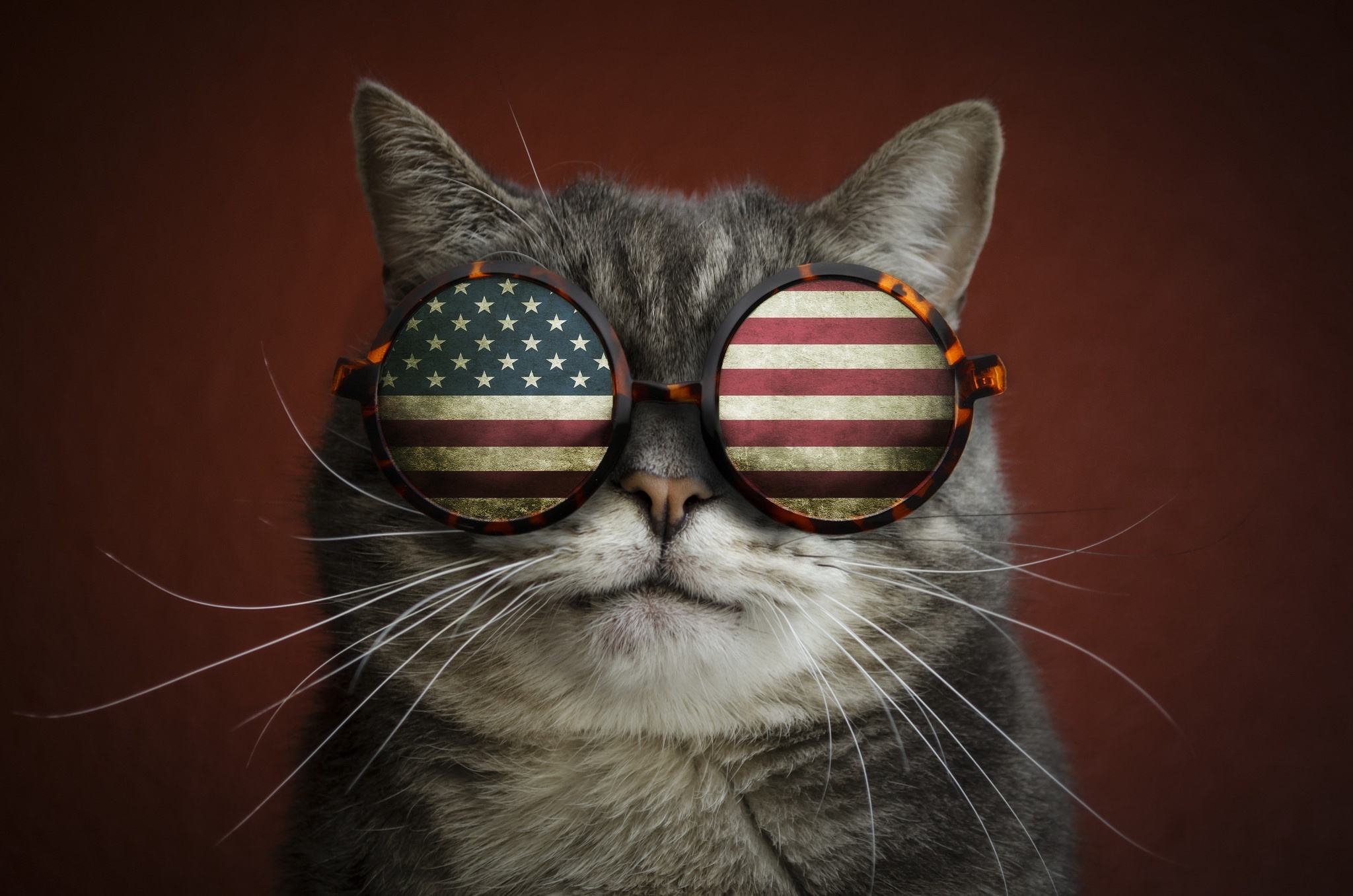 Cat With Glasses Wallpapers