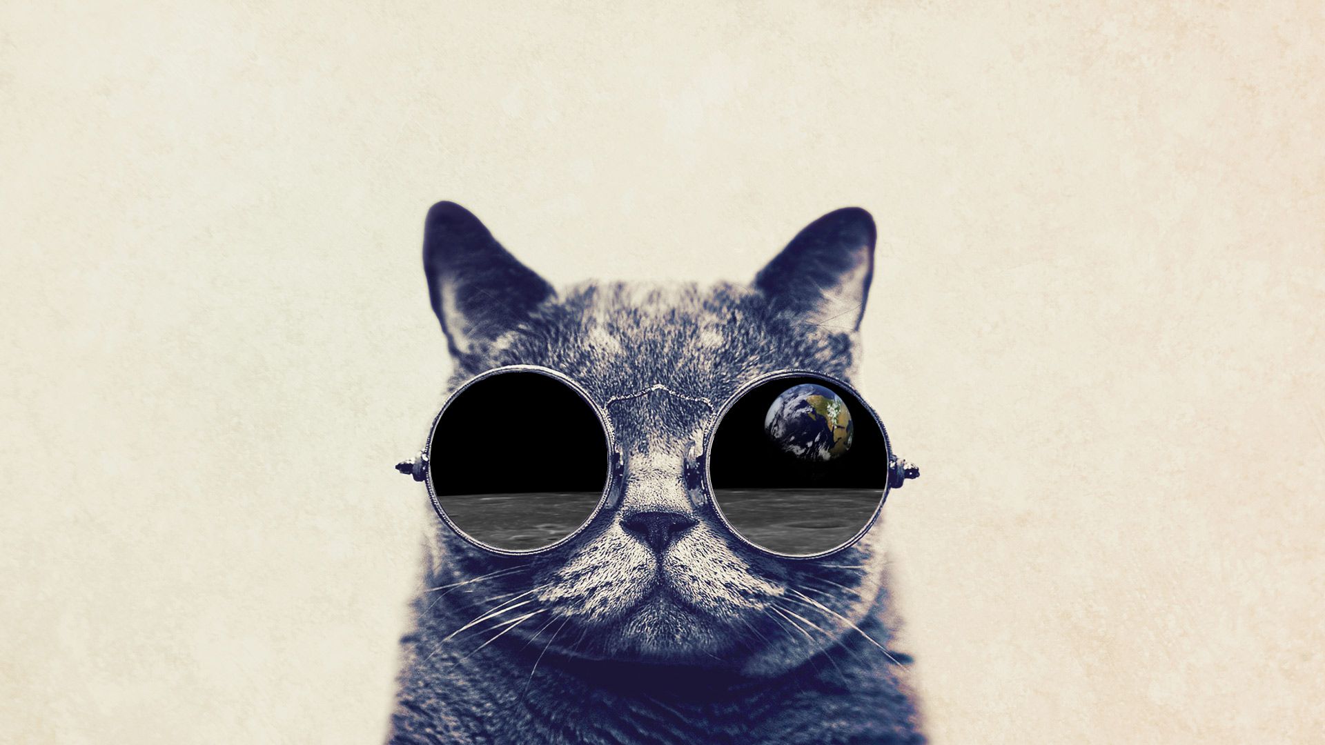 Cat With Glasses Hd Wallpapers