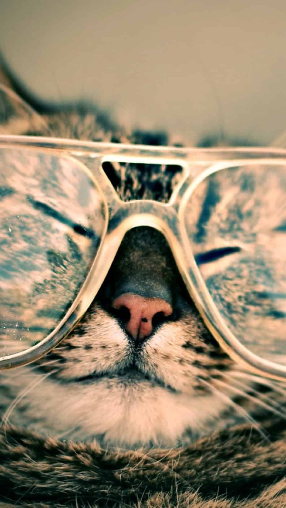 Cat With Glasses Hd Wallpapers