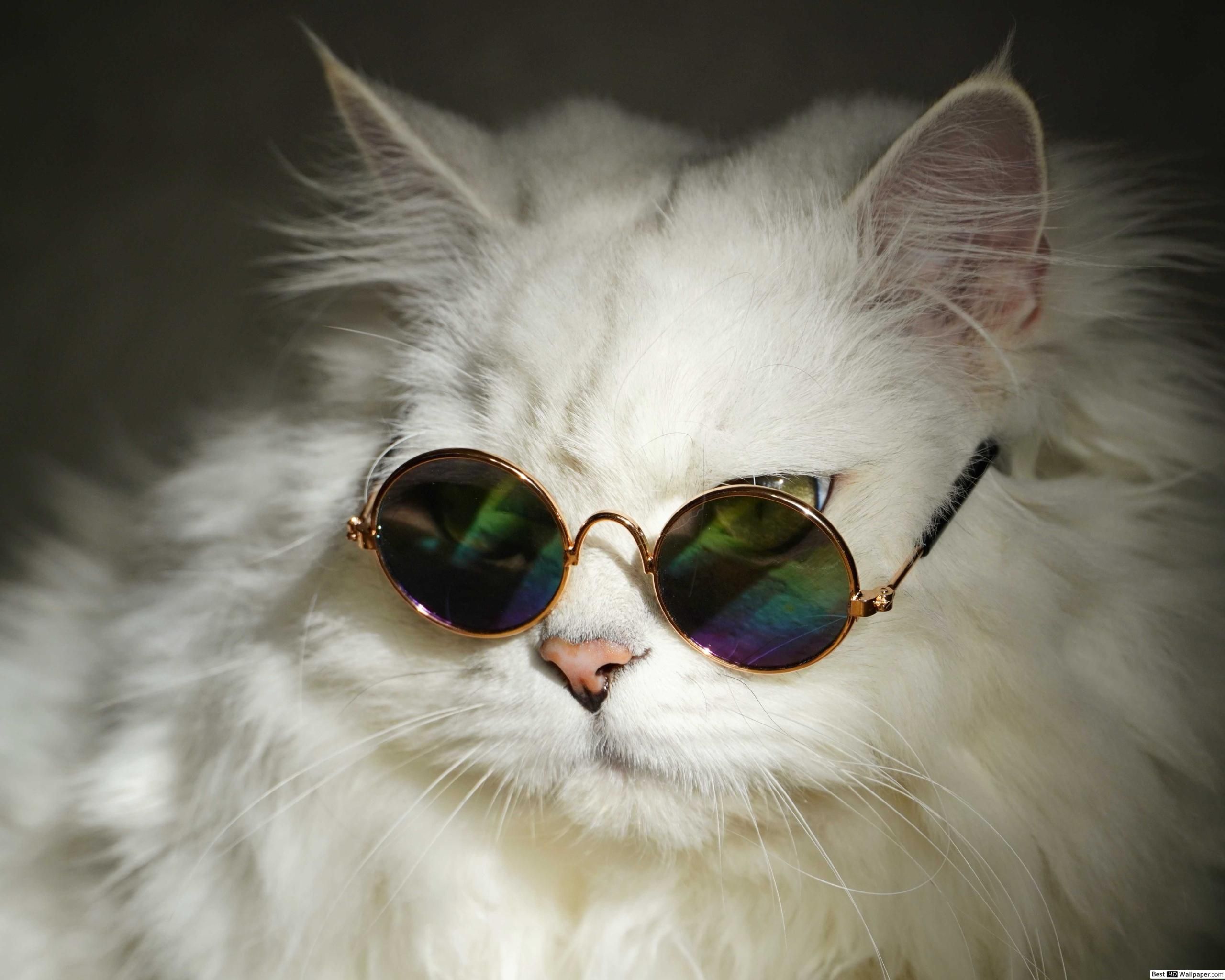 Cat With Glasses Hd Wallpapers