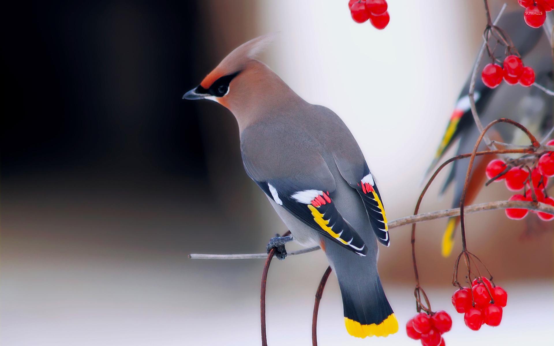 Cedar Waxwing Wallpapers