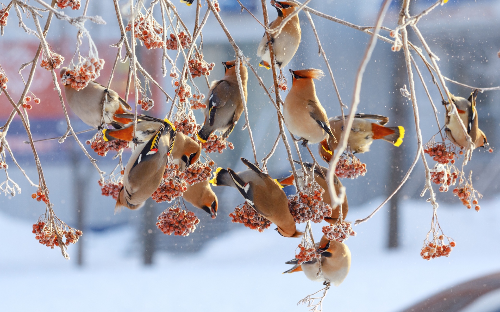 Cedar Waxwing Wallpapers