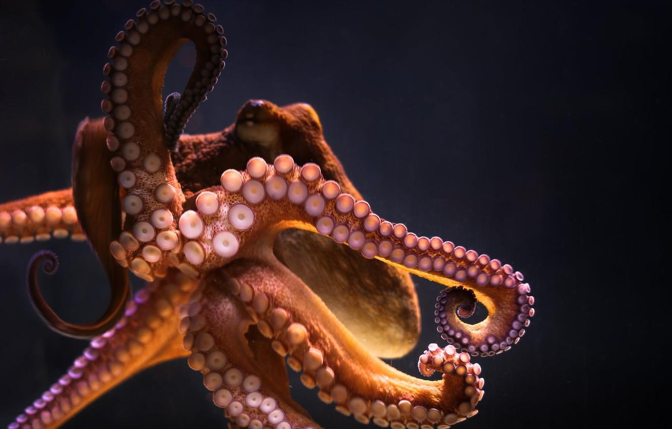 Cephalopod Wallpapers