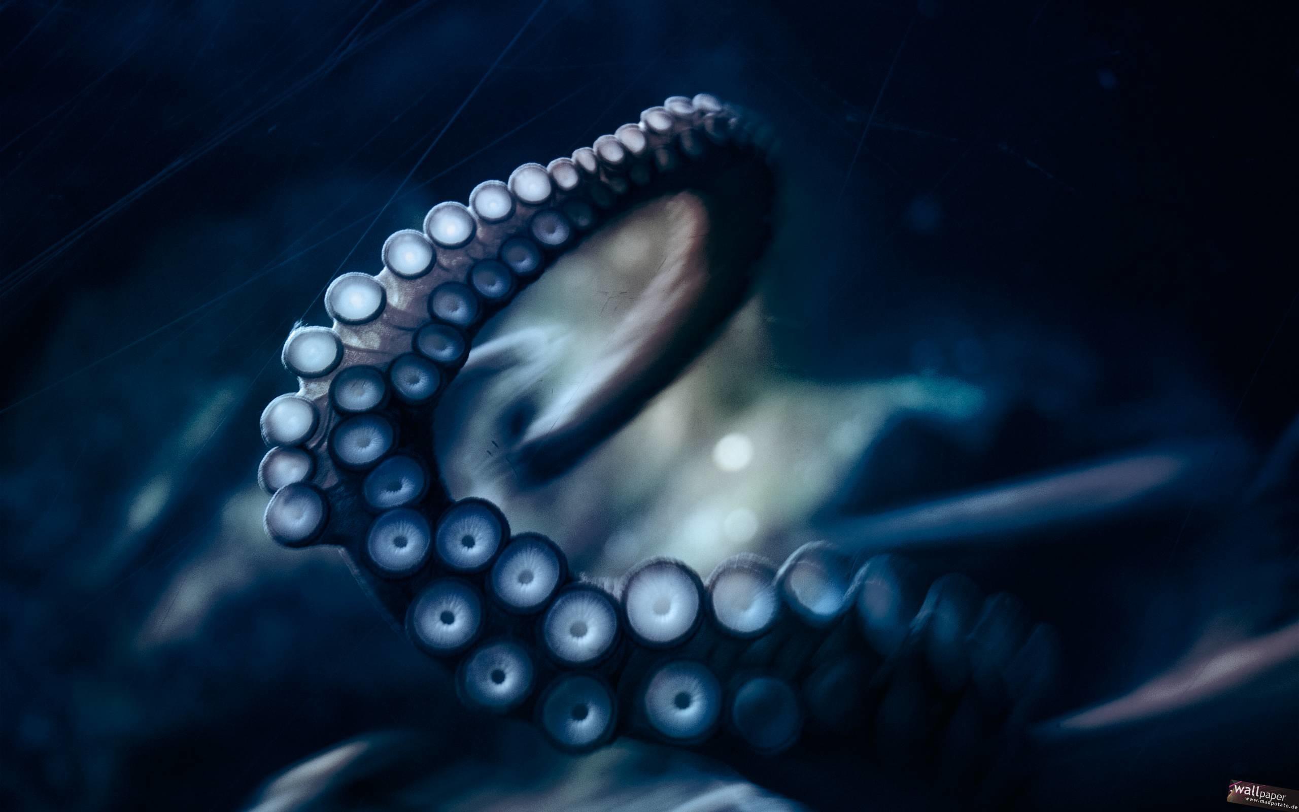 Cephalopod Wallpapers