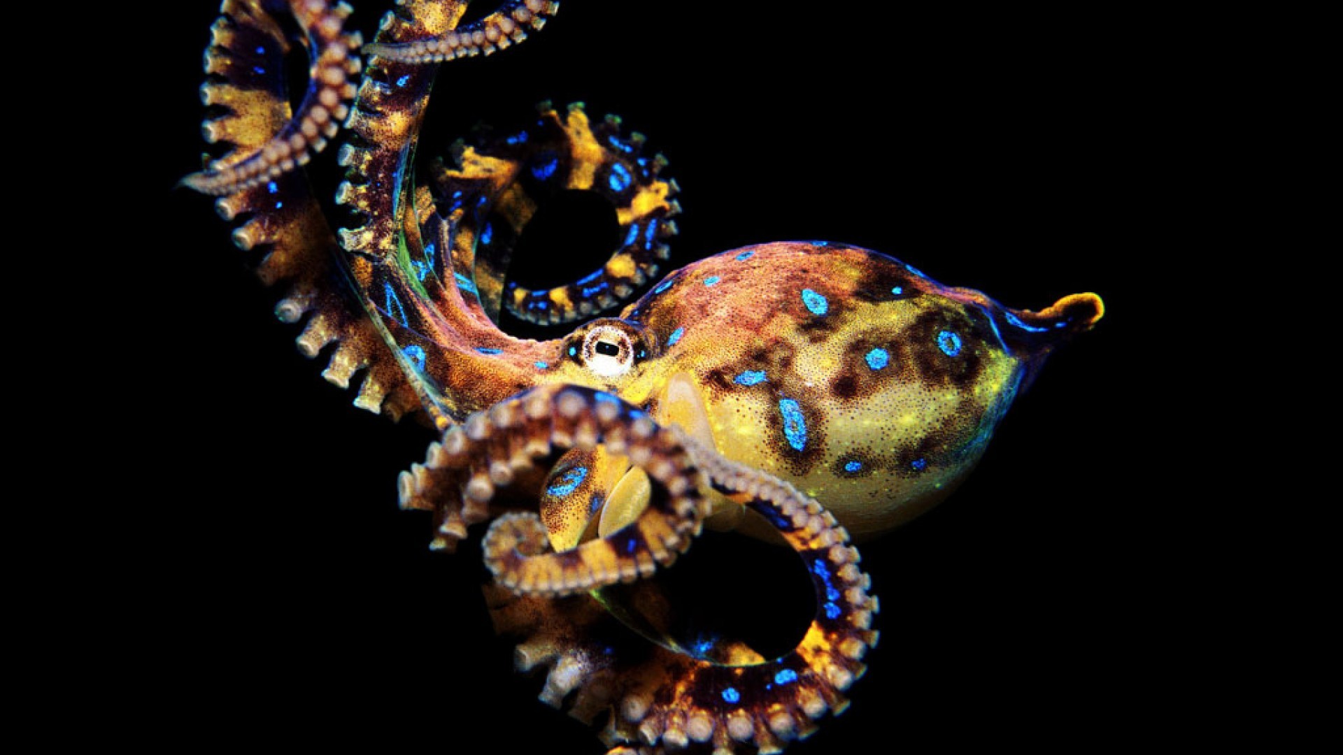 Cephalopod Wallpapers