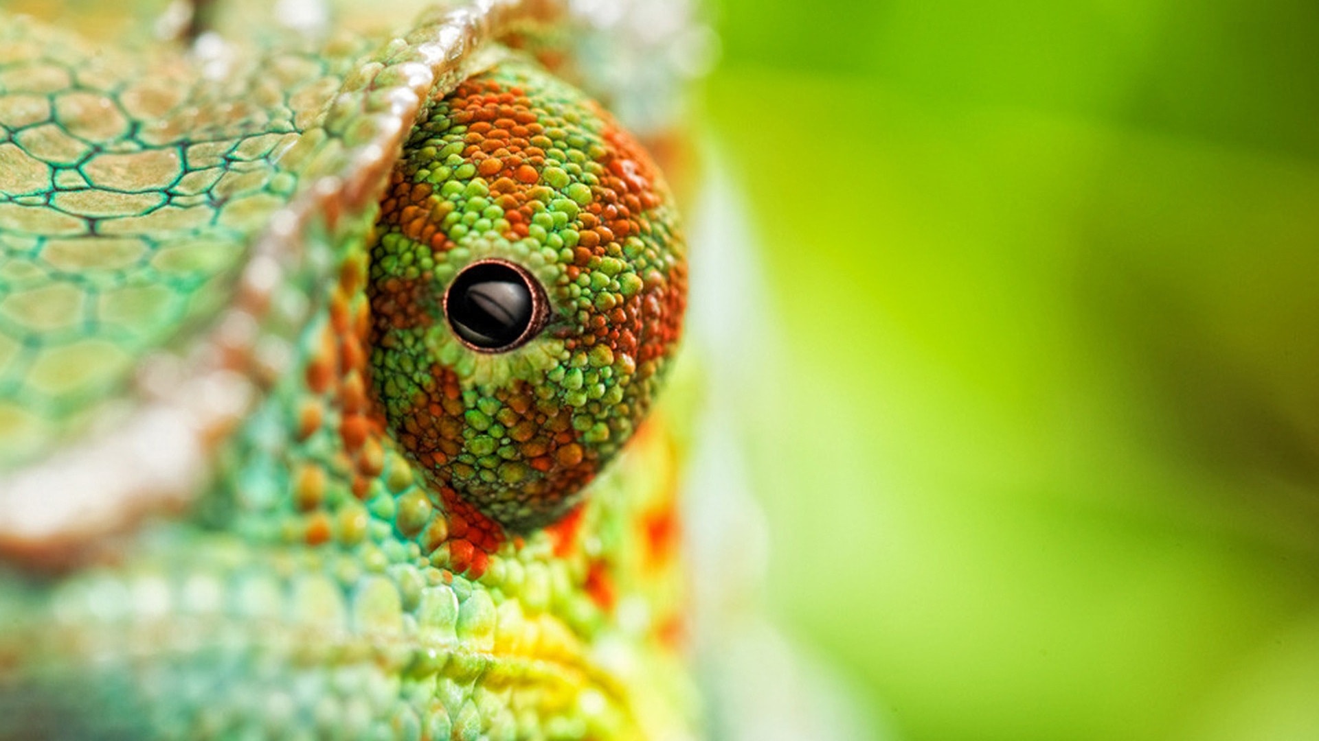 Chameleon Wallpapers