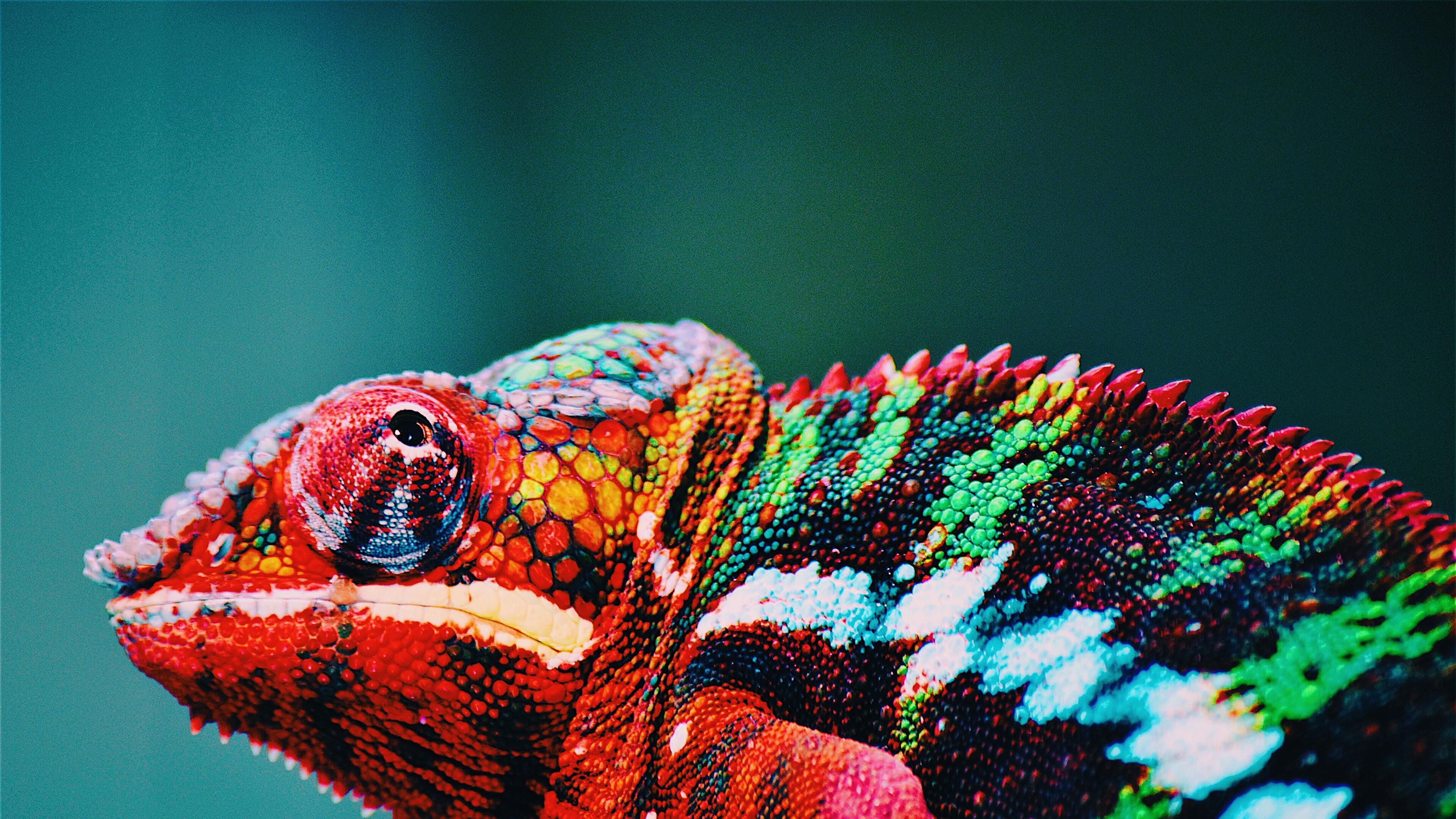 Chameleon Wallpapers