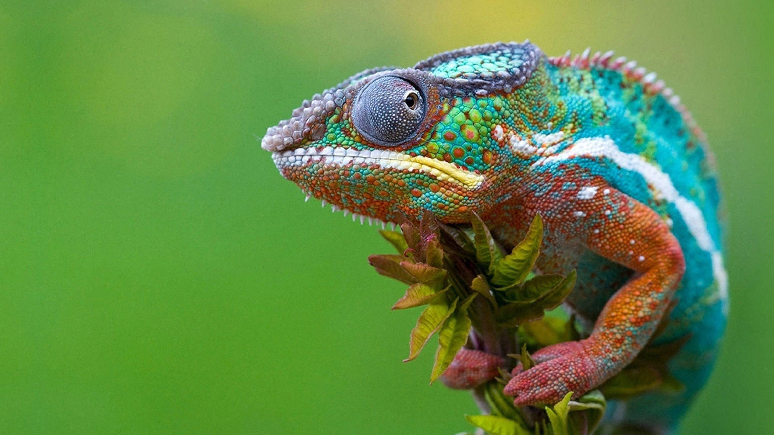 Chameleon Wallpapers