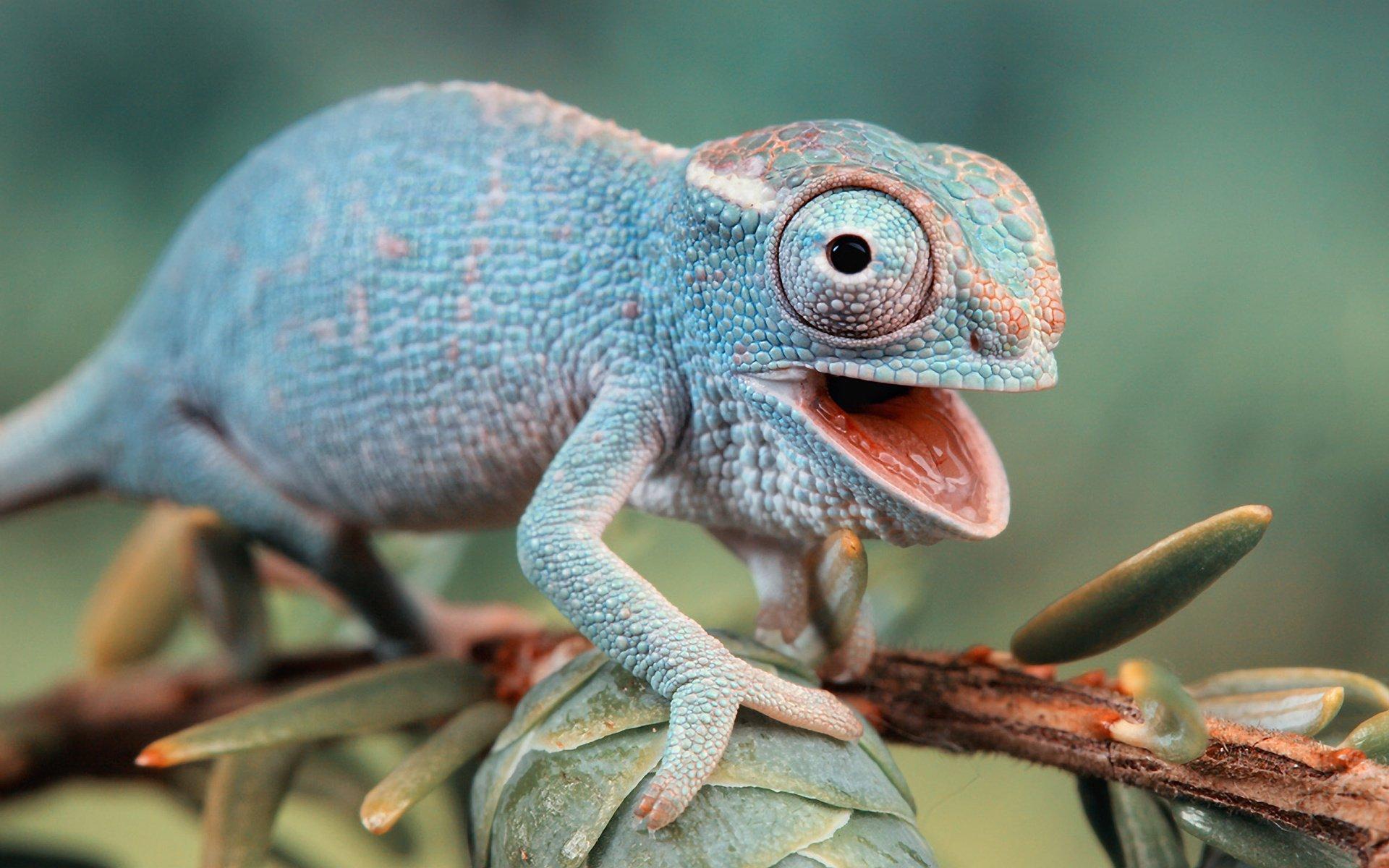 Chameleon Wallpapers