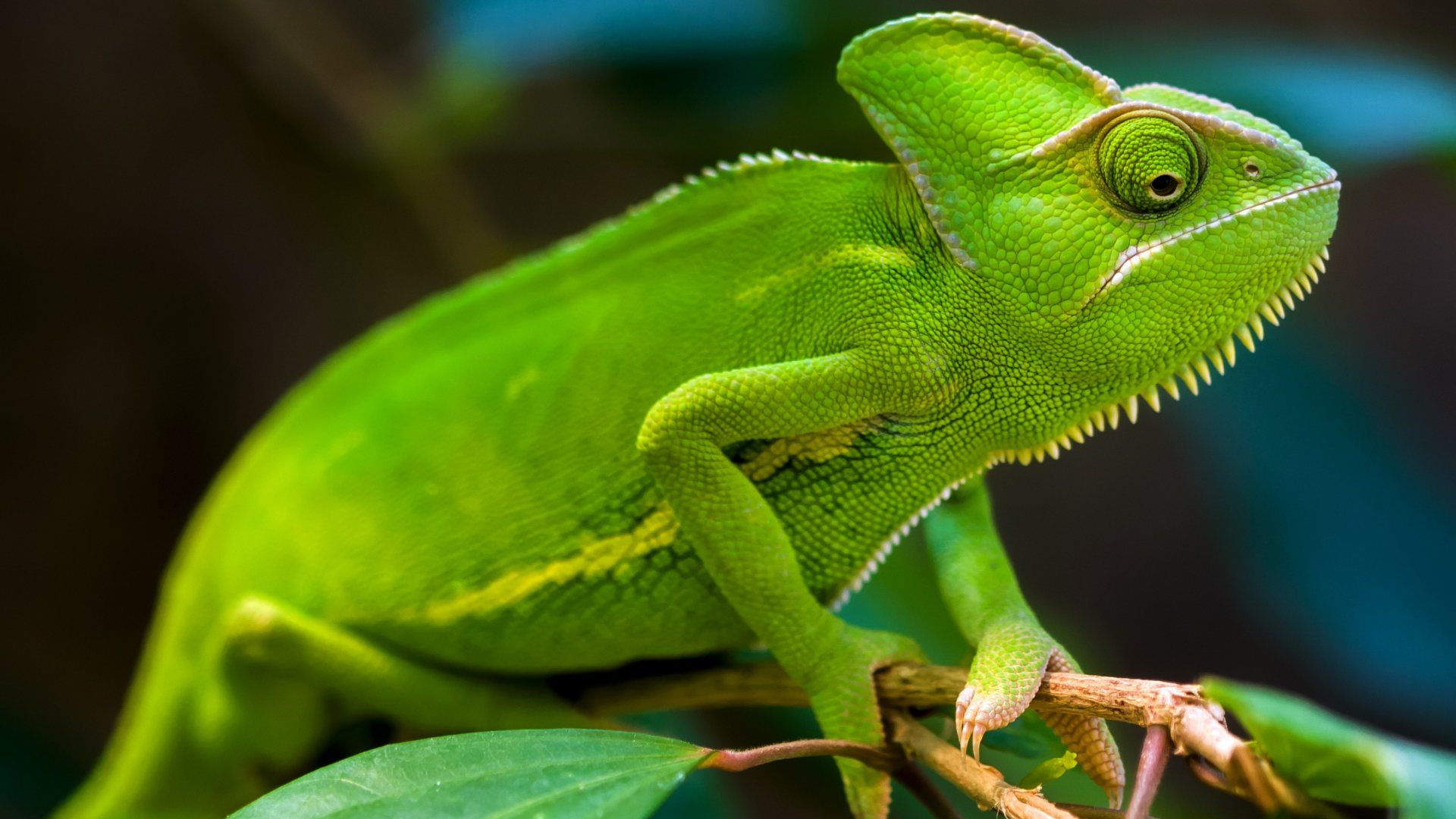 Chameleon Wallpapers