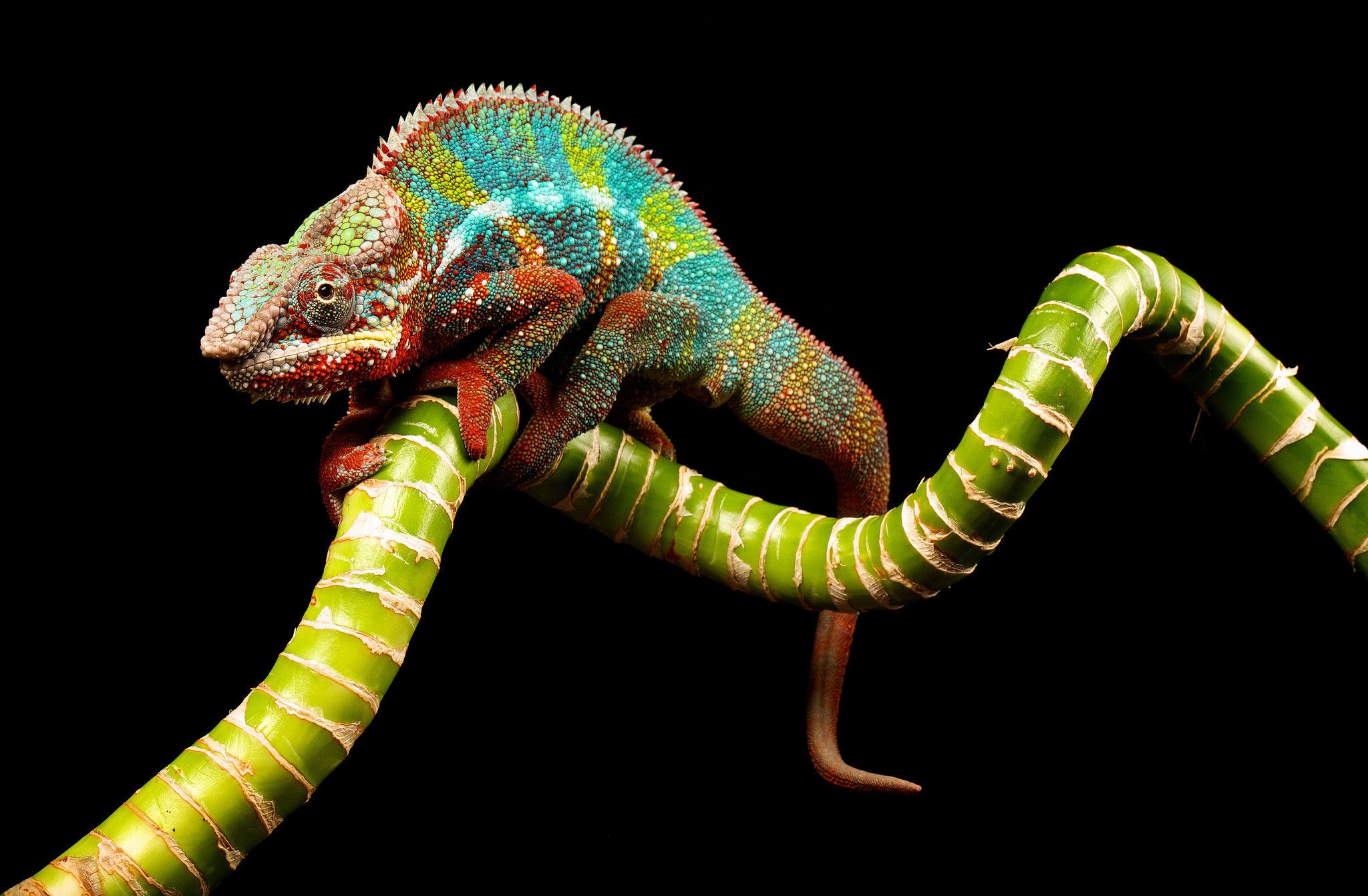 Chameleon Wallpapers