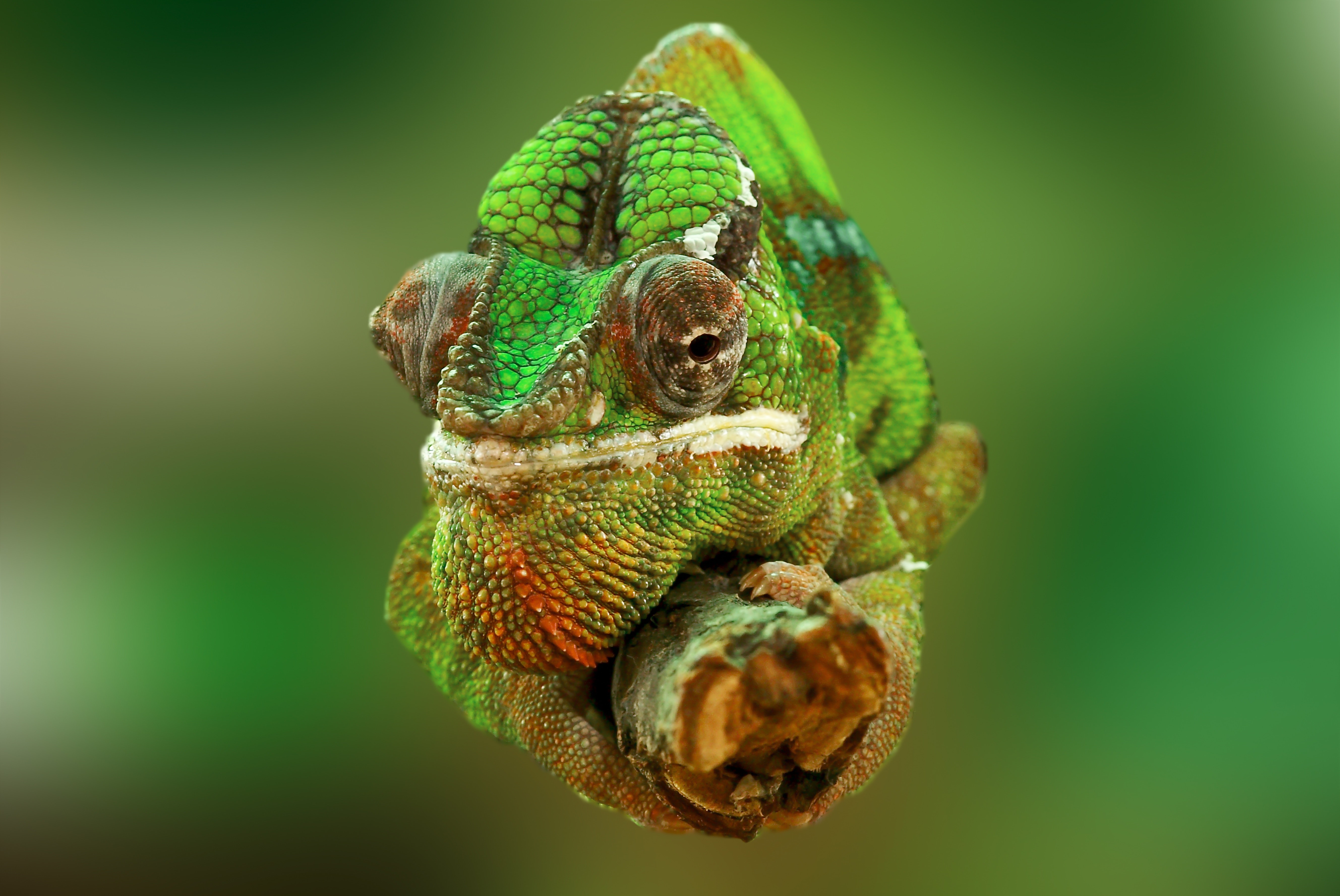 Chameleon Wallpapers