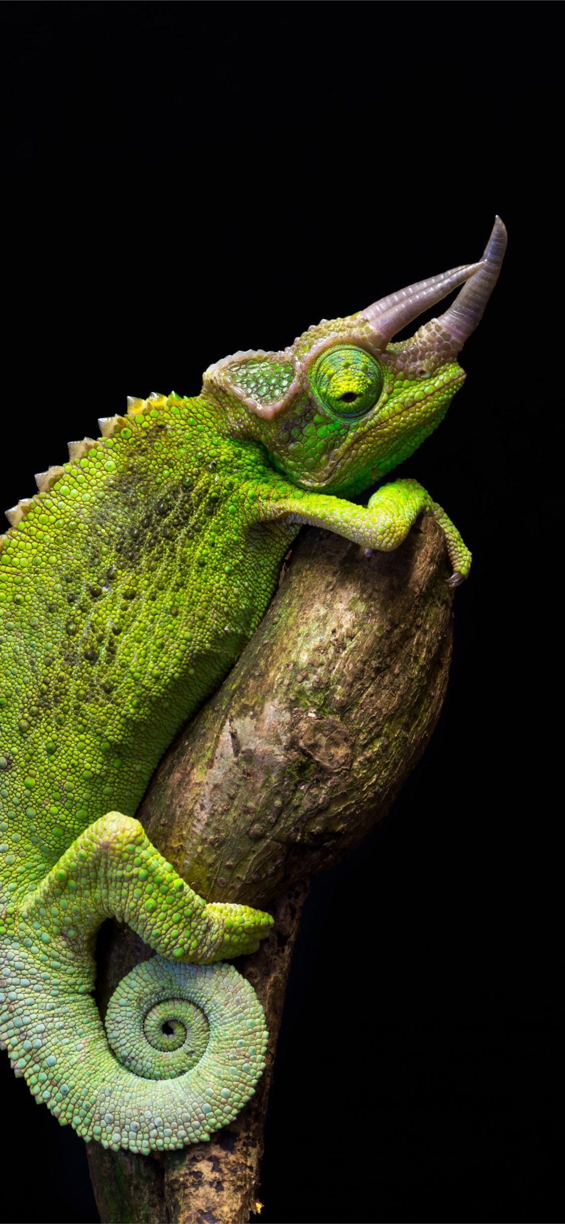 Chameleon Wallpapers