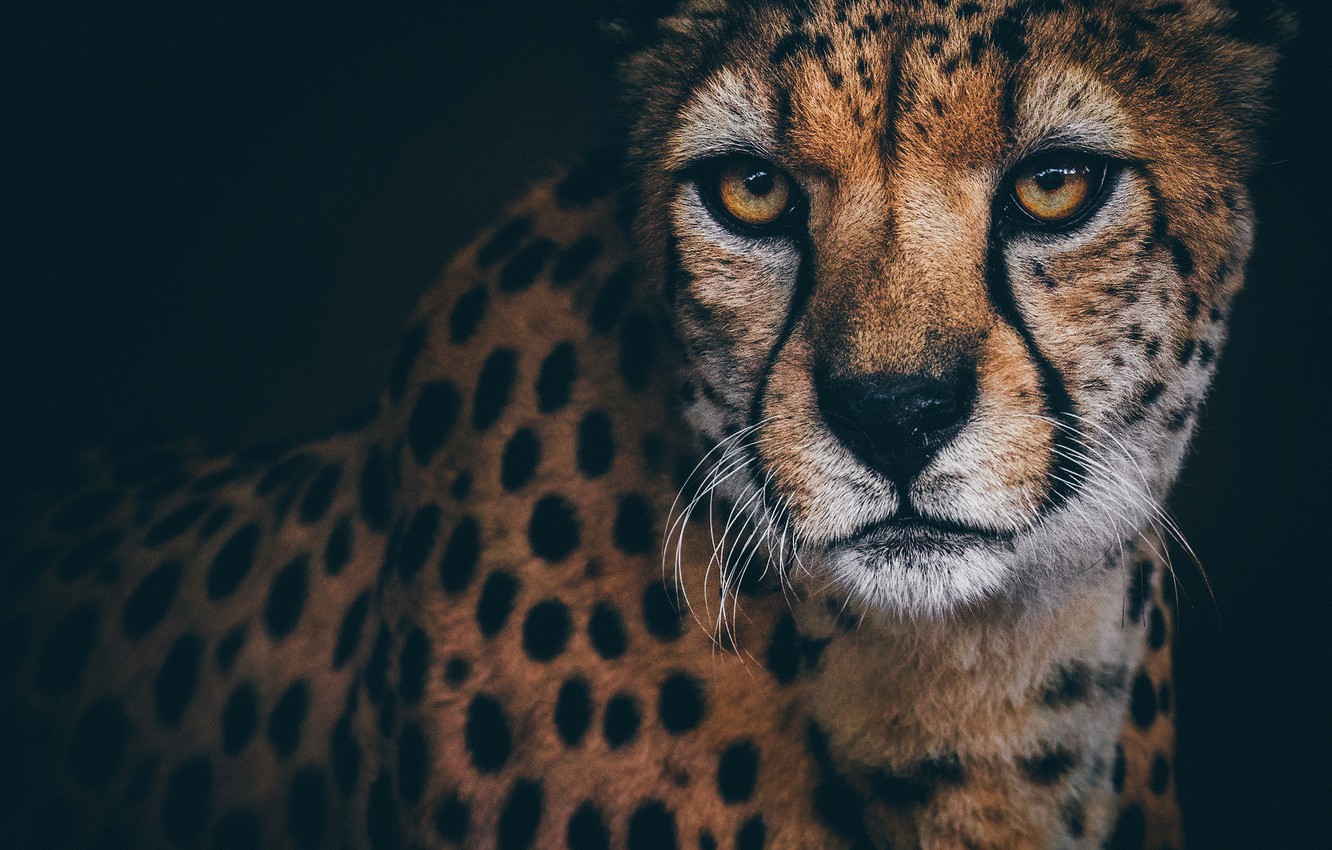 Cheetah Wallpapers