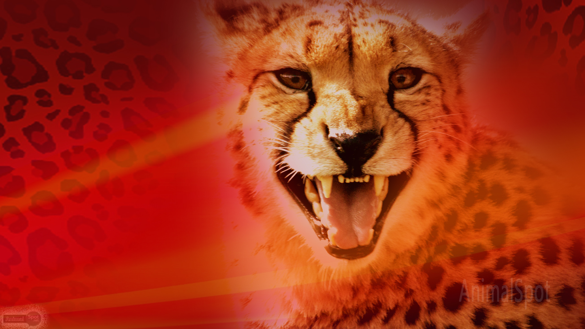 Cheetah Wallpapers