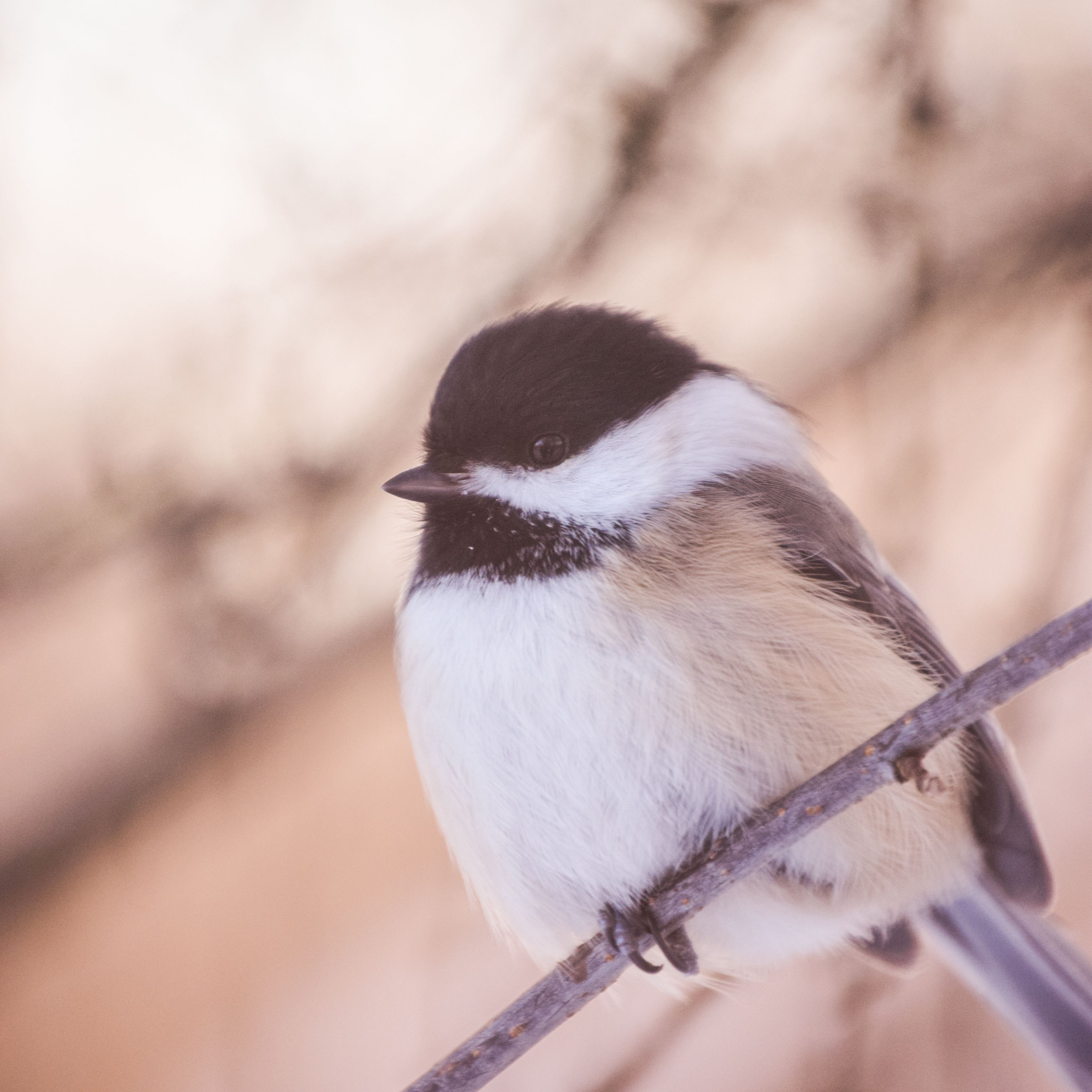 Chickadee Wallpapers