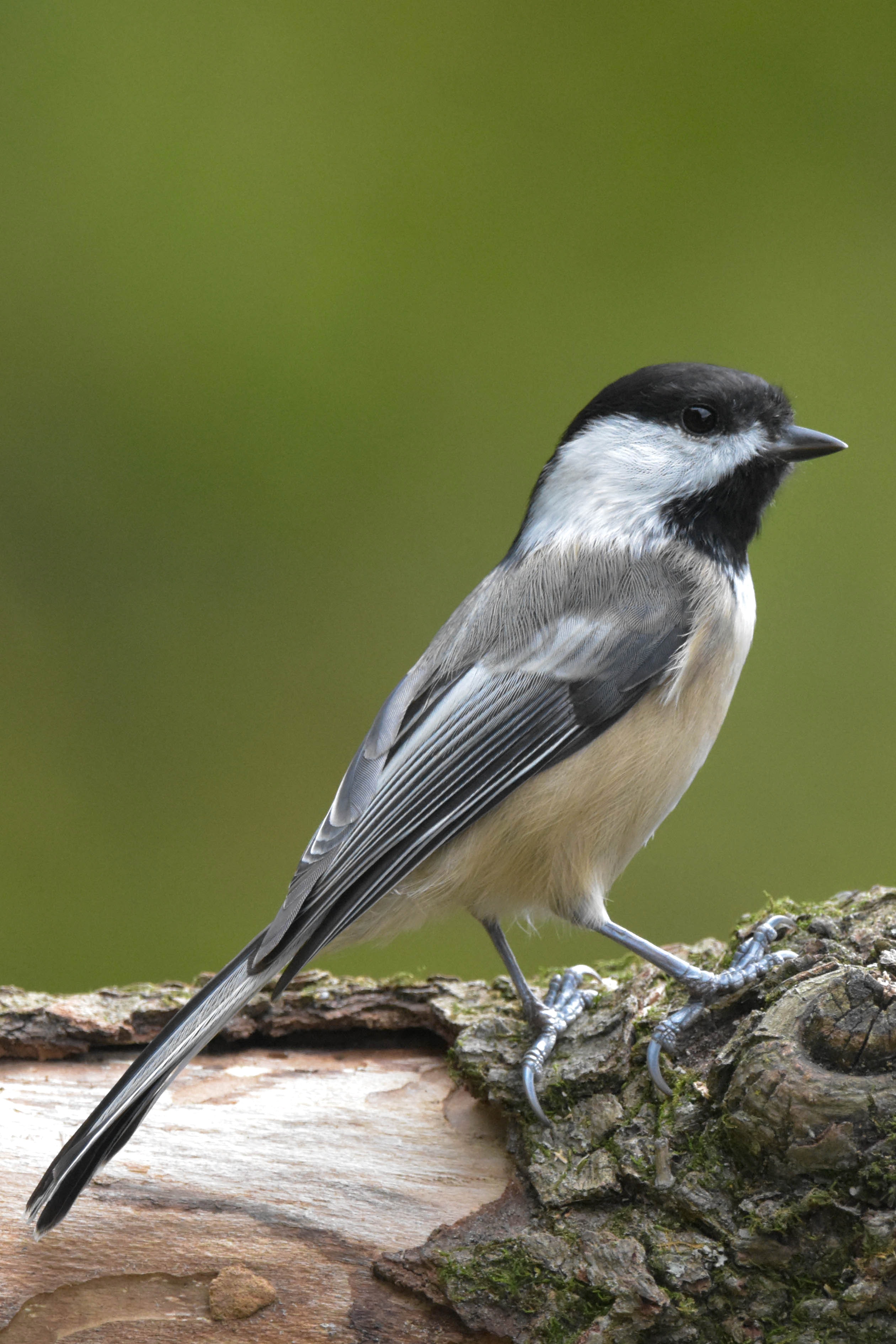 Chickadee Wallpapers