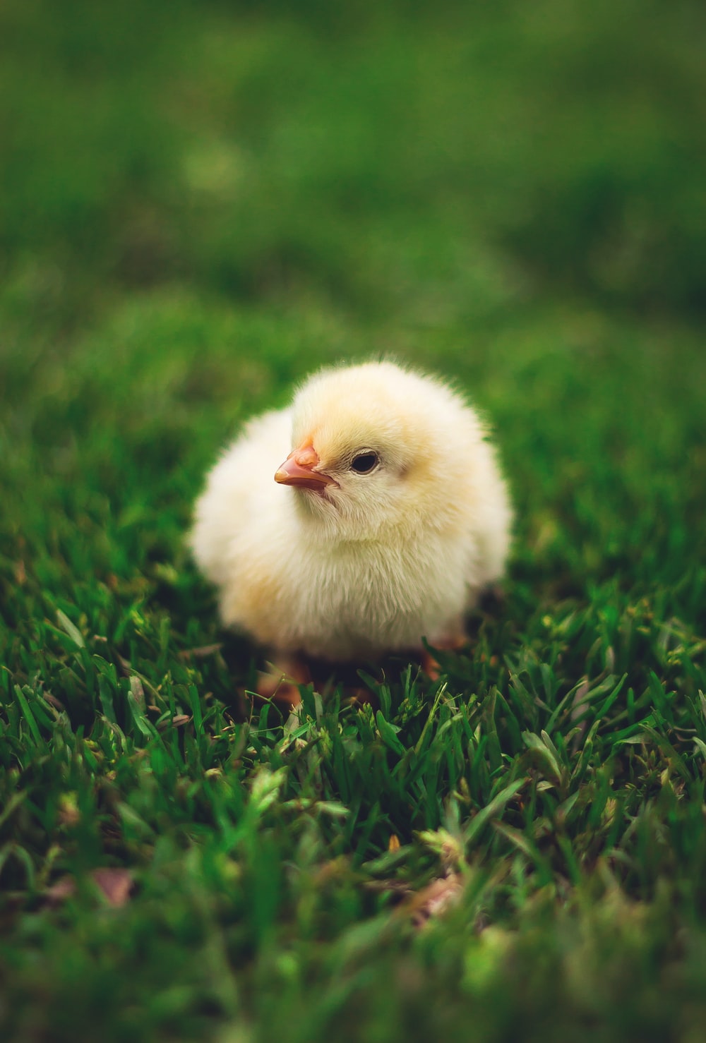 Chicken Wallpapers