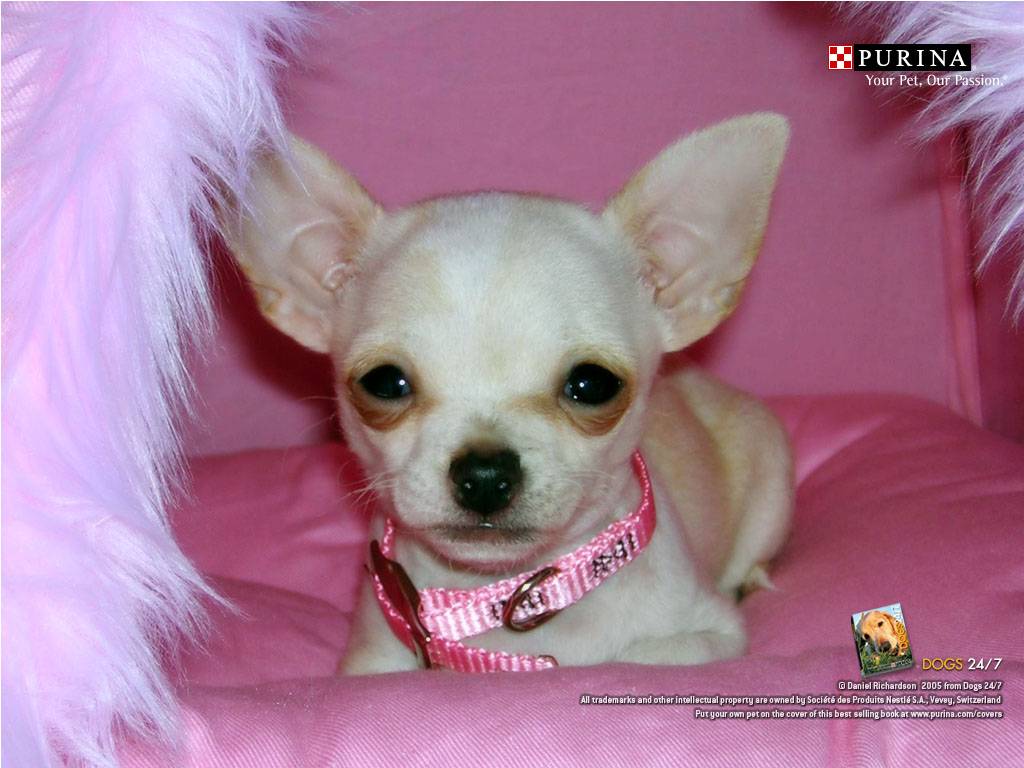 Chihuahua Wallpapers