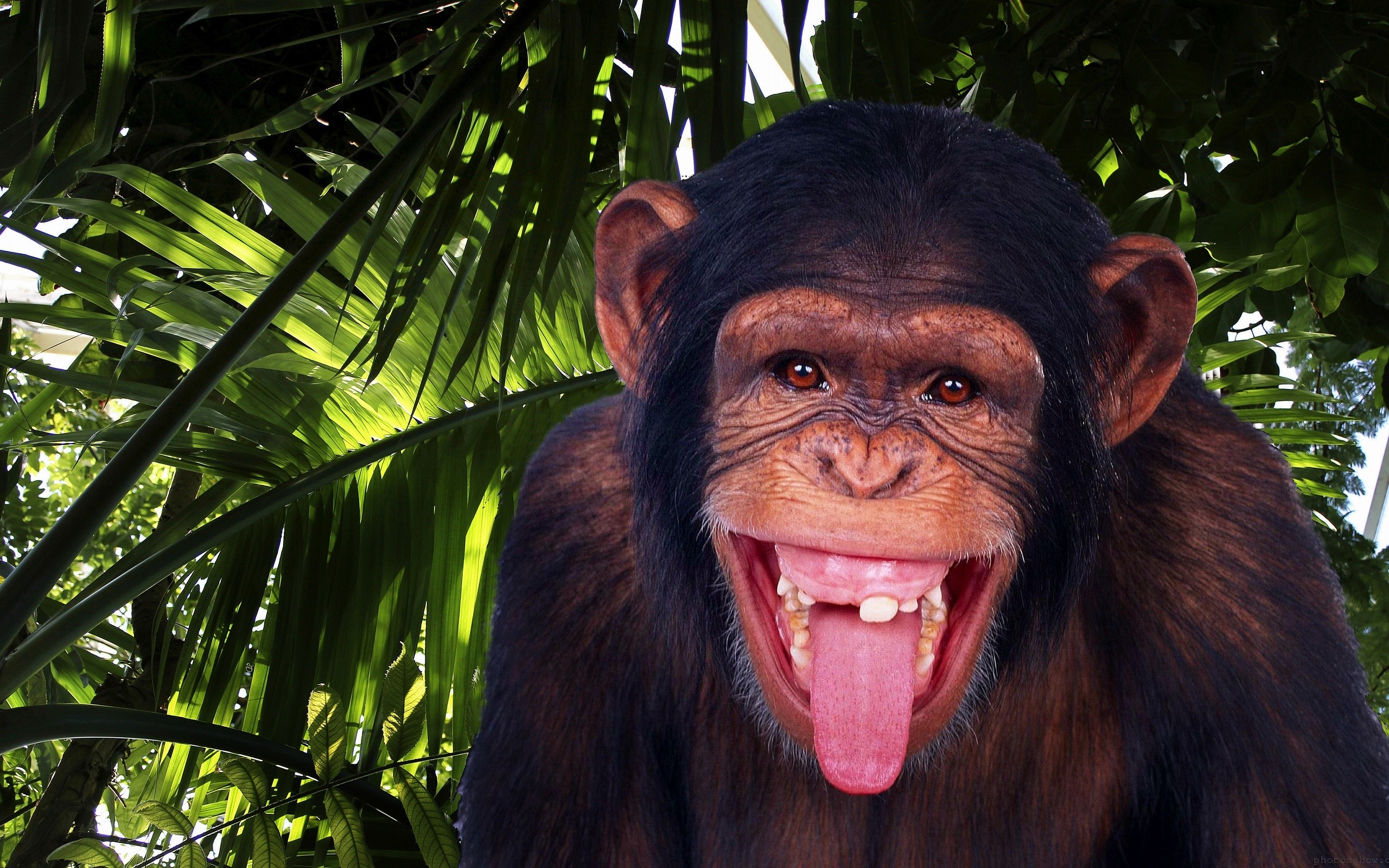 Chimpanzee Wallpapers