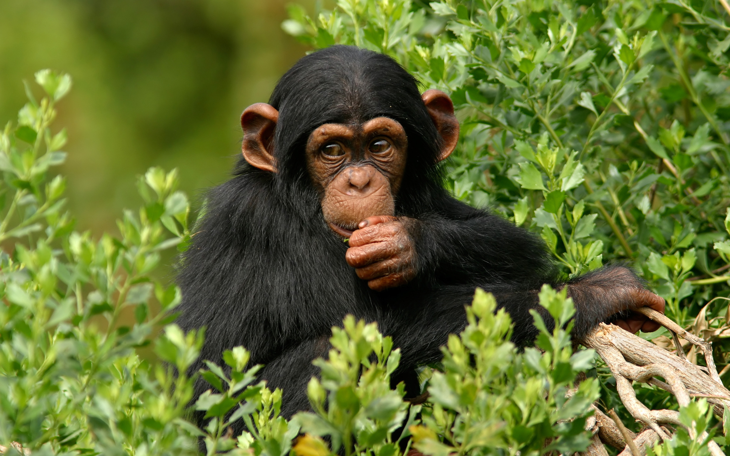 Chimpanzee Wallpapers