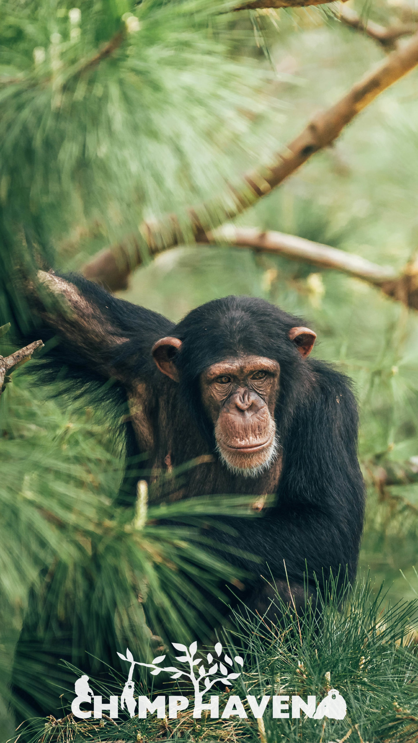 Chimpanzee Wallpapers