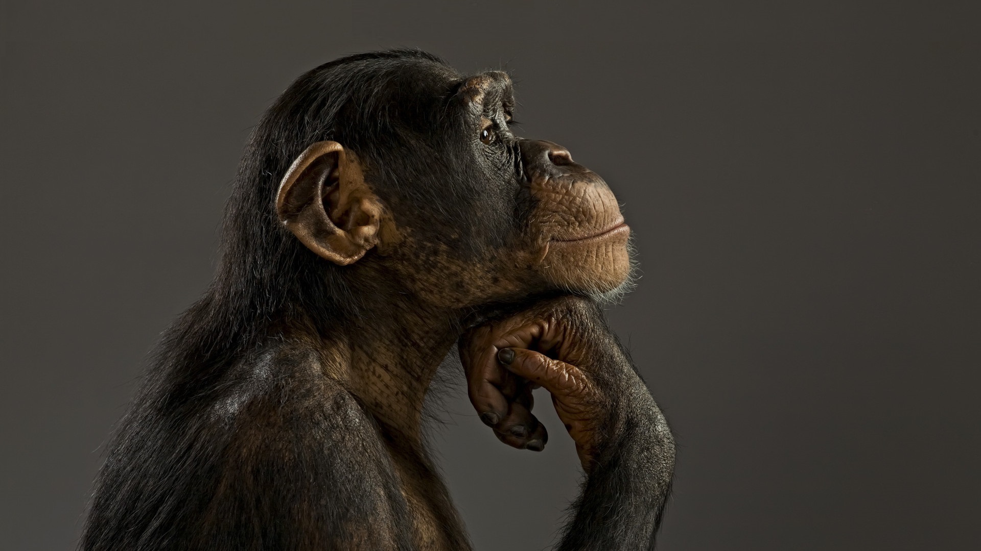 Chimpanzee Wallpapers