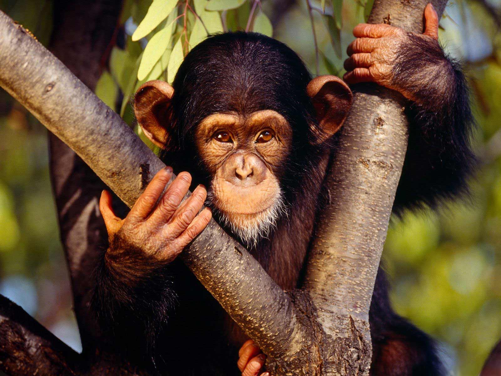 Chimpanzee Wallpapers