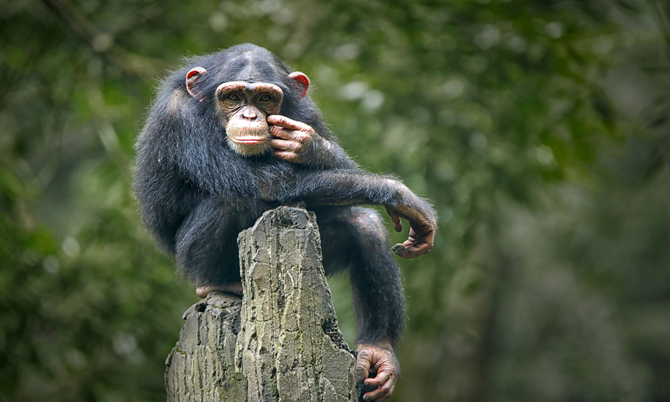 Chimpanzee Wallpapers