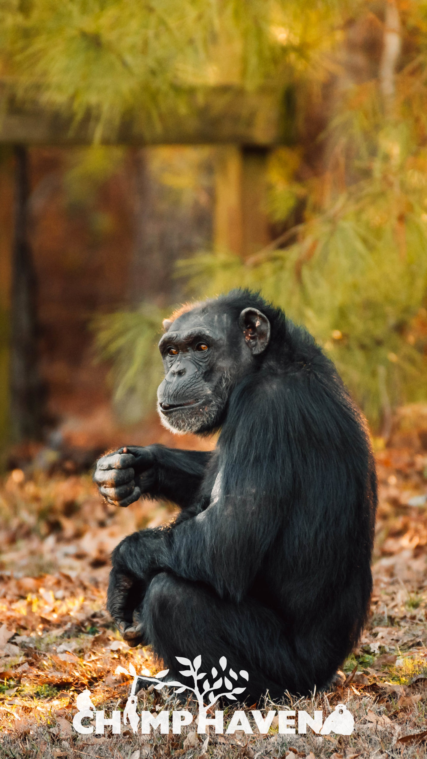 Chimpanzee Wallpapers