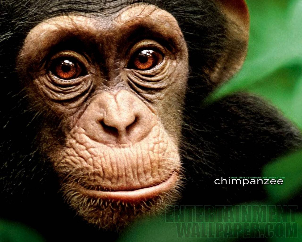 Chimpanzee Wallpapers