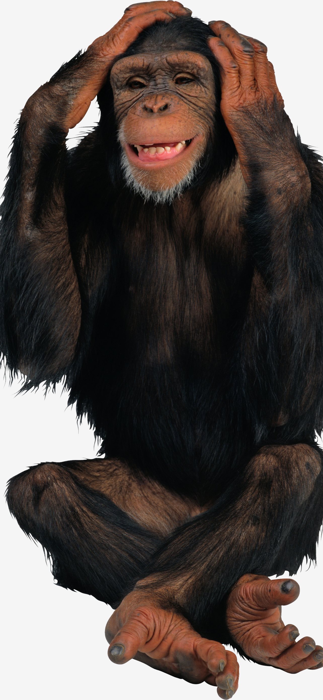 Chimpanzee Wallpapers