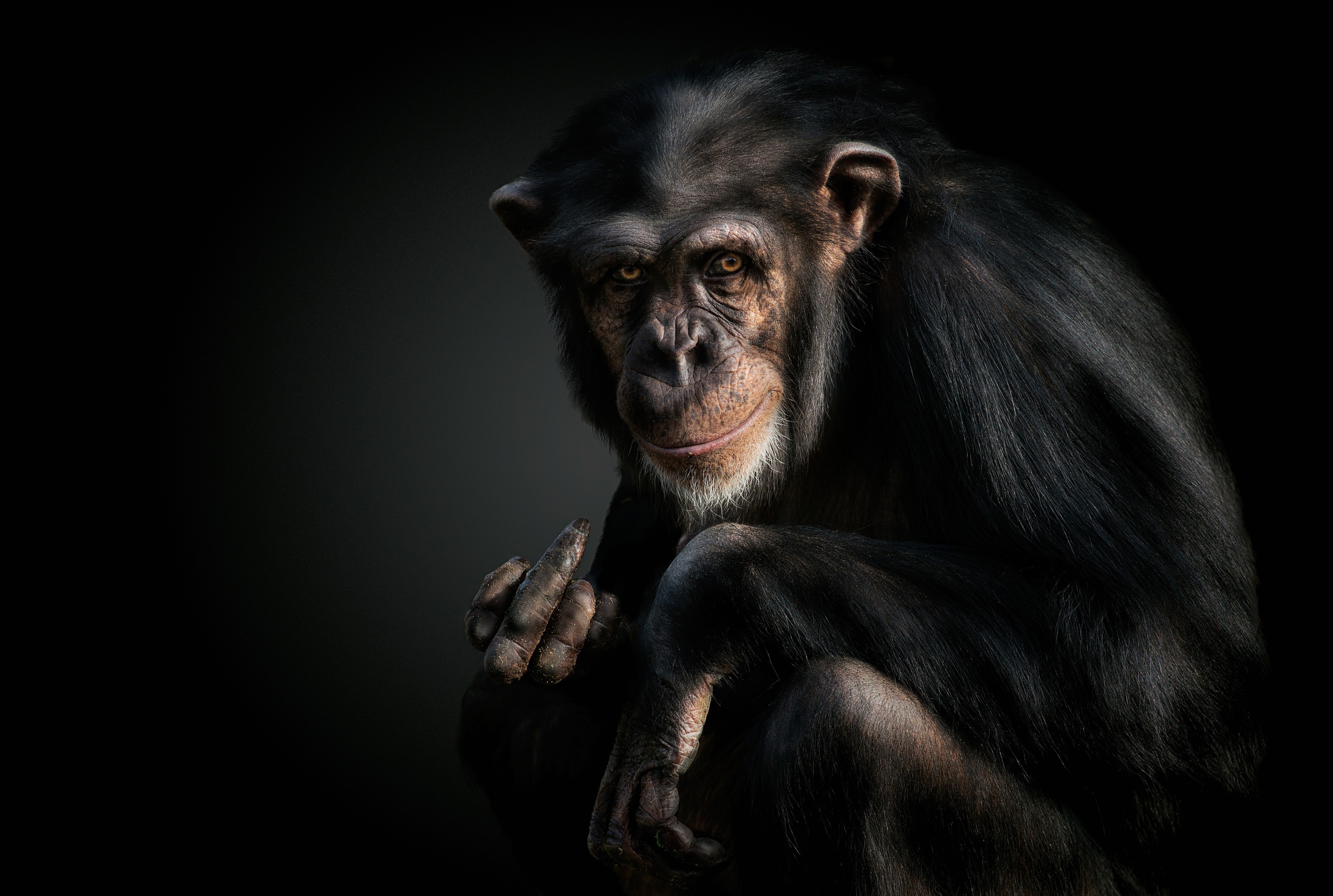 Chimpanzee Wallpapers