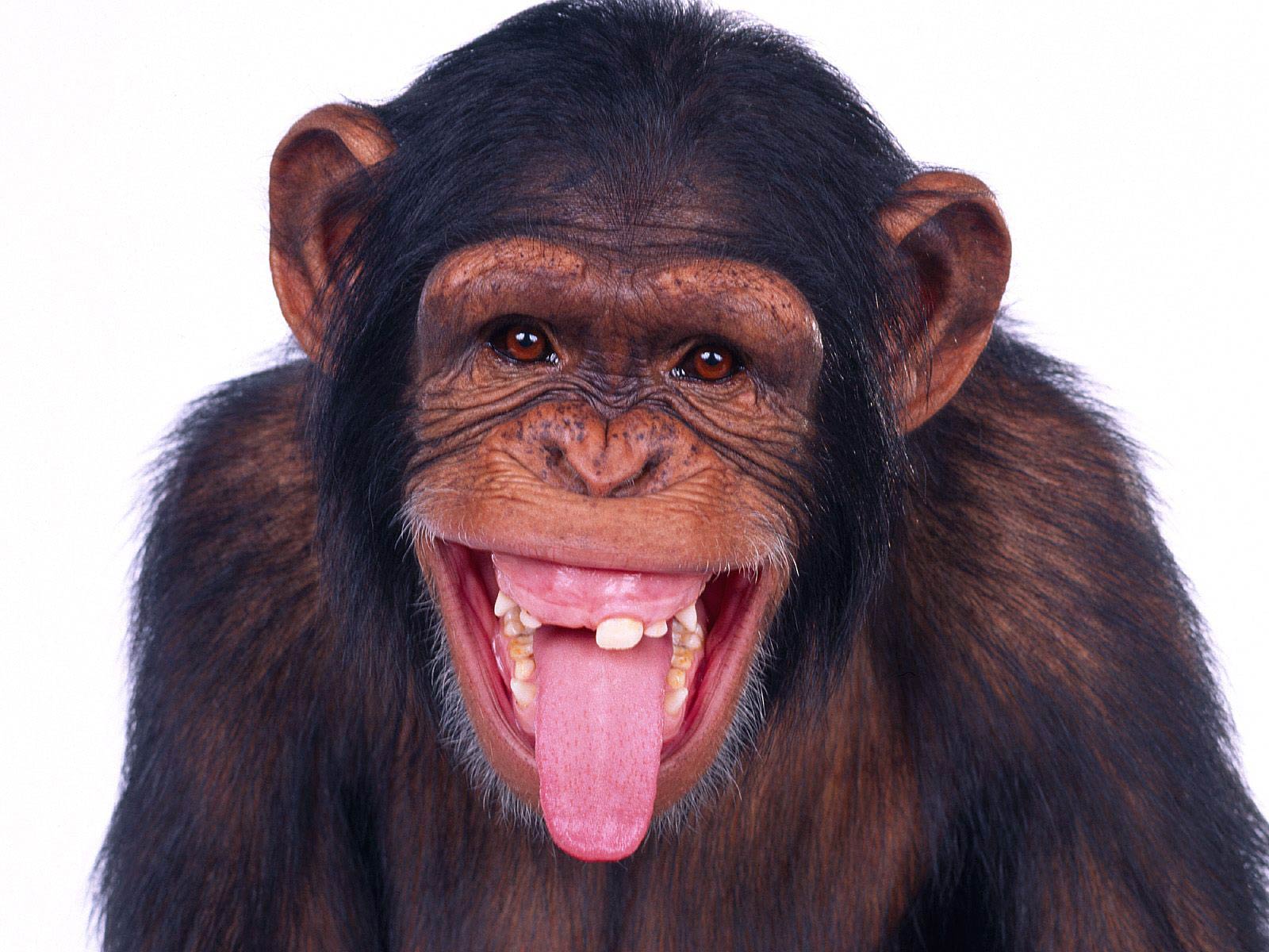 Chimpanzee Wallpapers