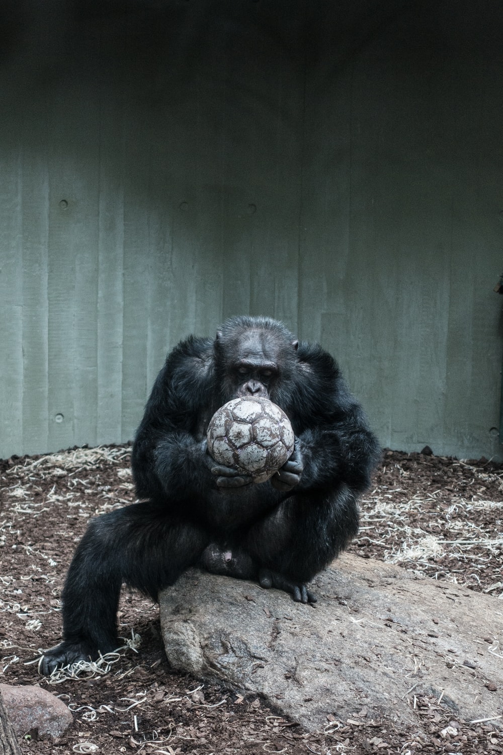 Chimpanzee Wallpapers