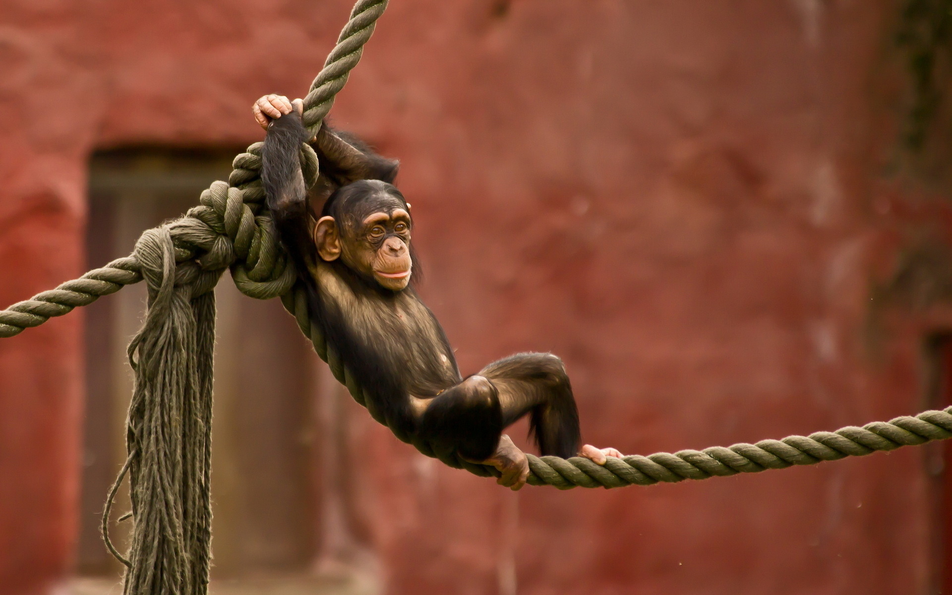 Chimpanzee Wallpapers