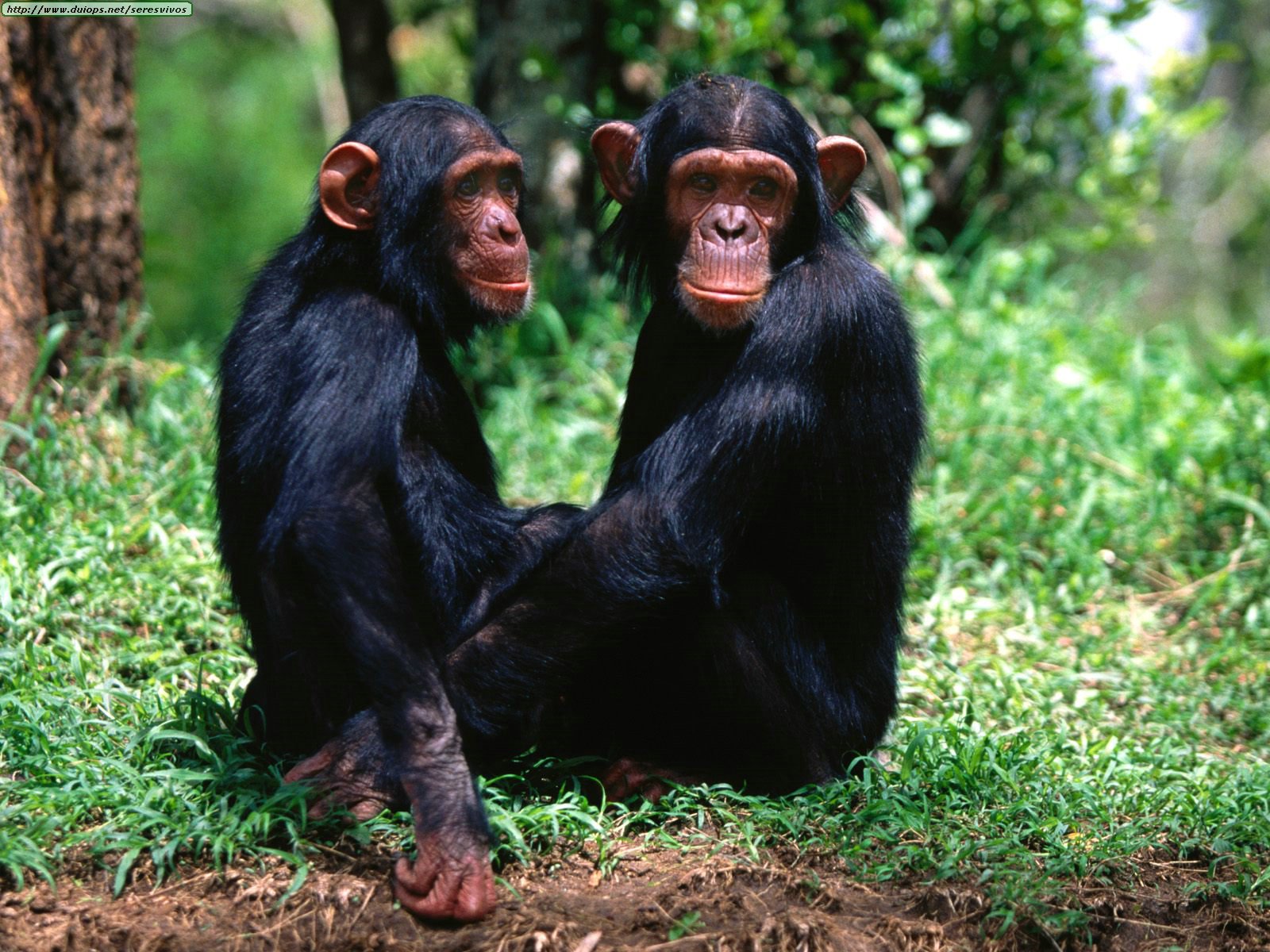 Chimpanzee Wallpapers