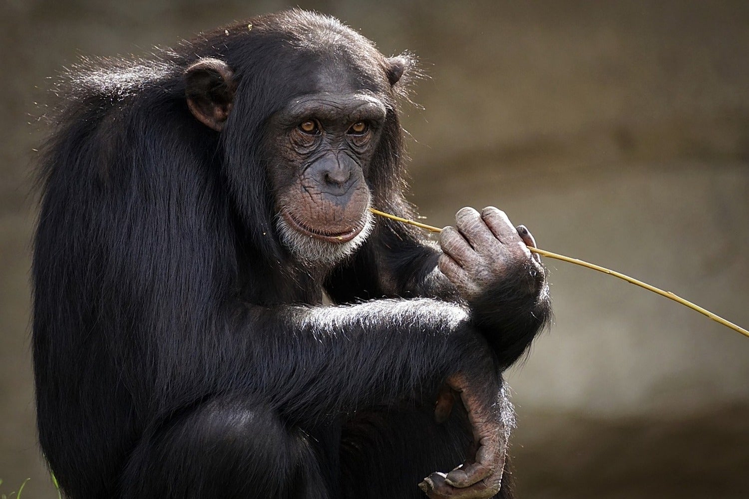 Chimpanzee Wallpapers