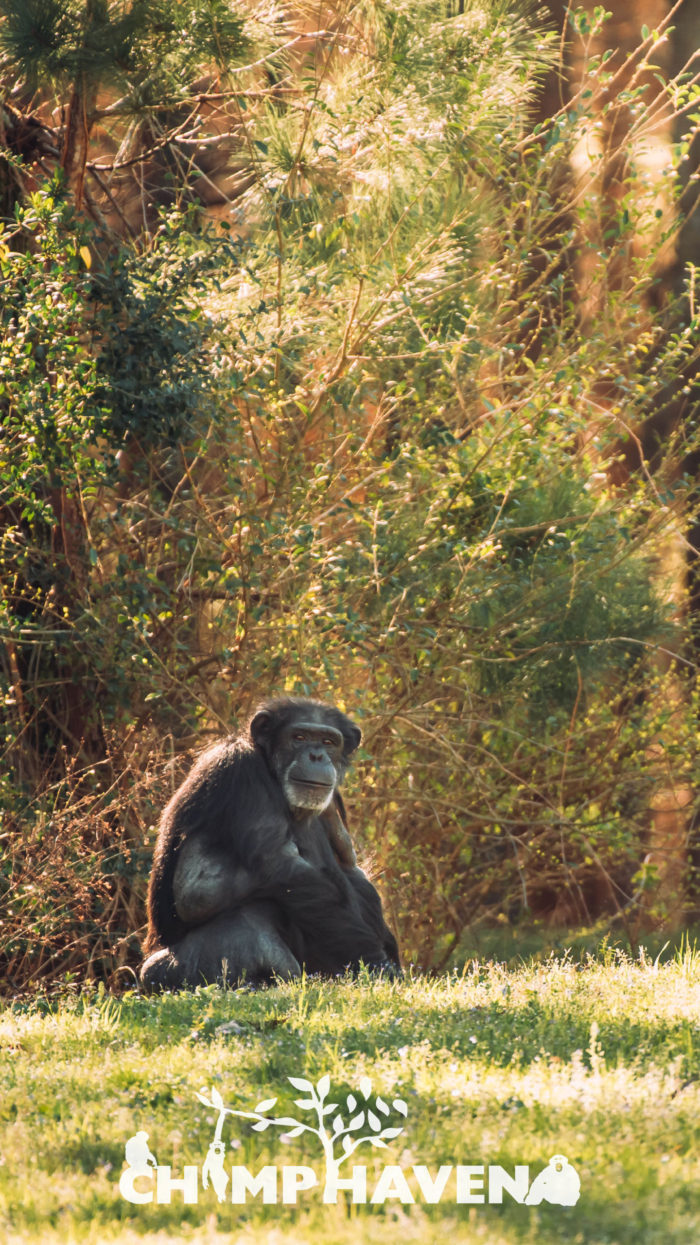 Chimpanzee Wallpapers