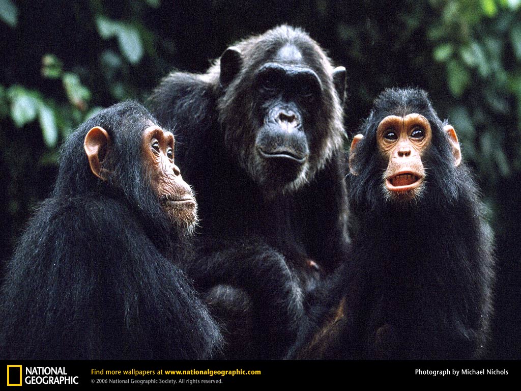 Chimpanzee Wallpapers