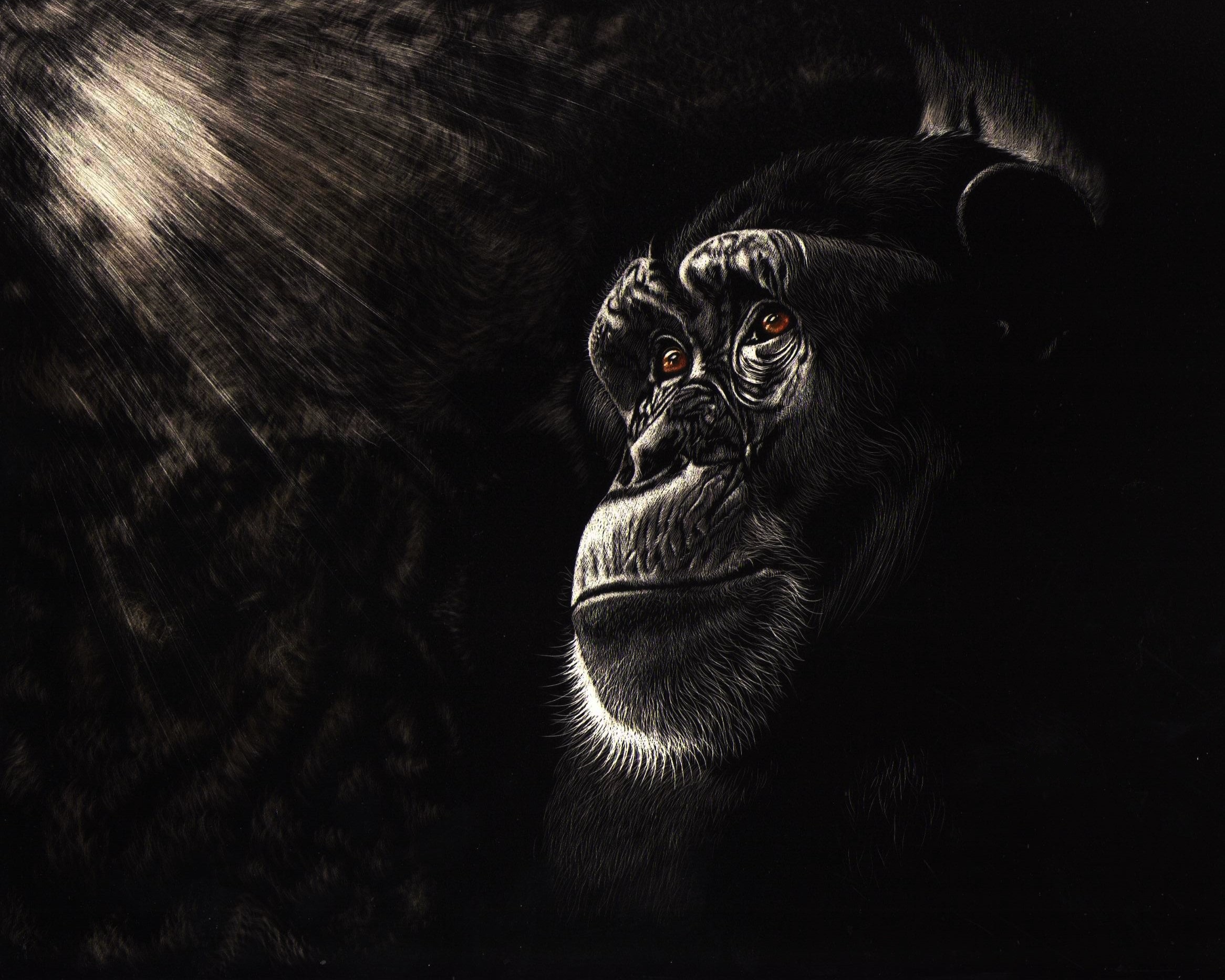 Chimpanzee Wallpapers