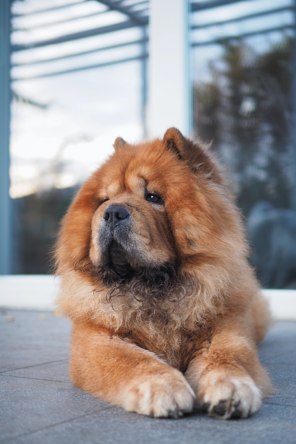 Chow Chow Wallpapers