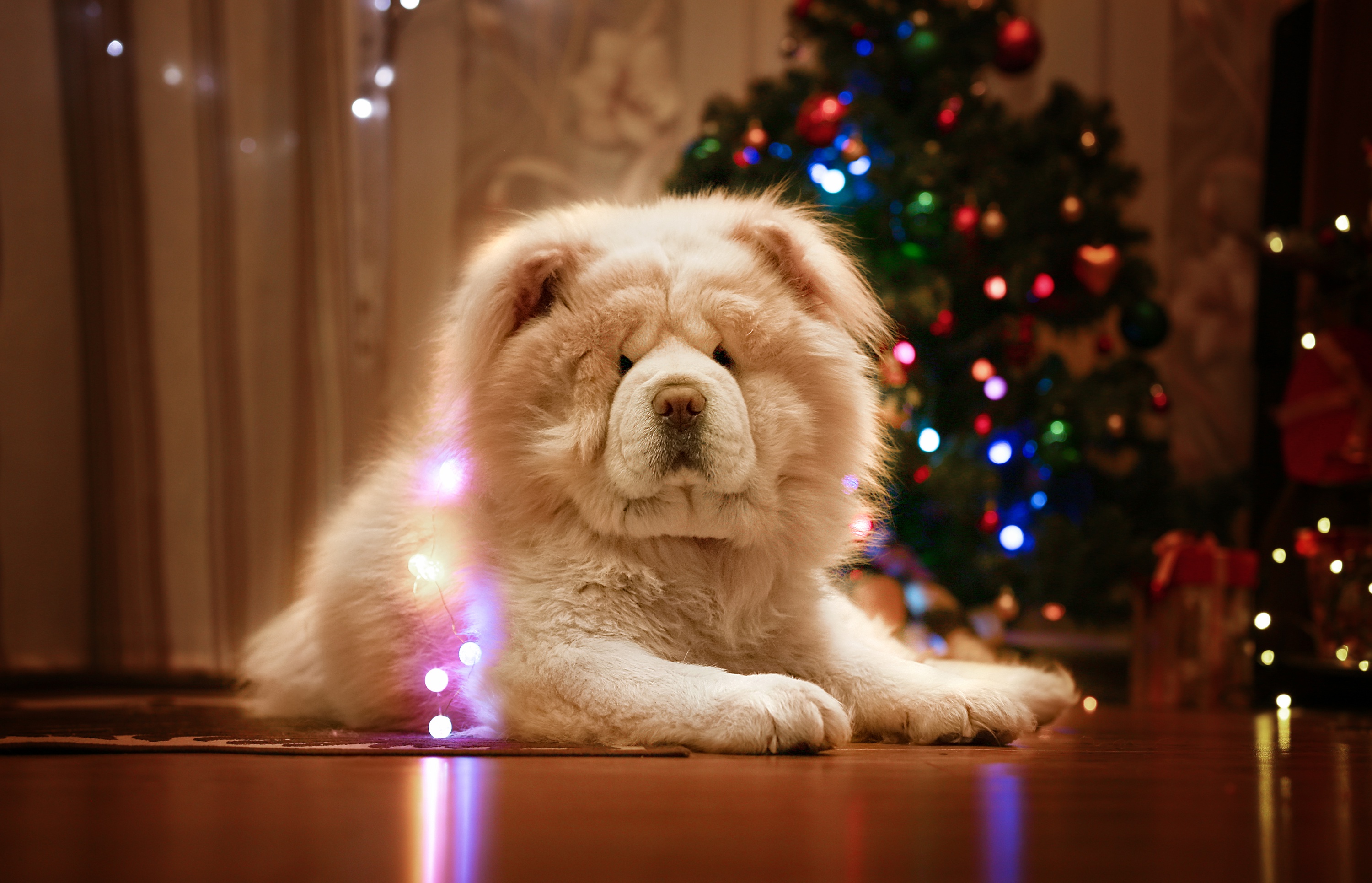 Chow Chow Wallpapers