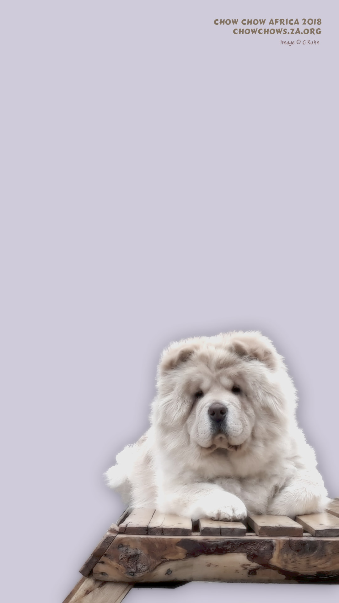 Chow Chow Wallpapers