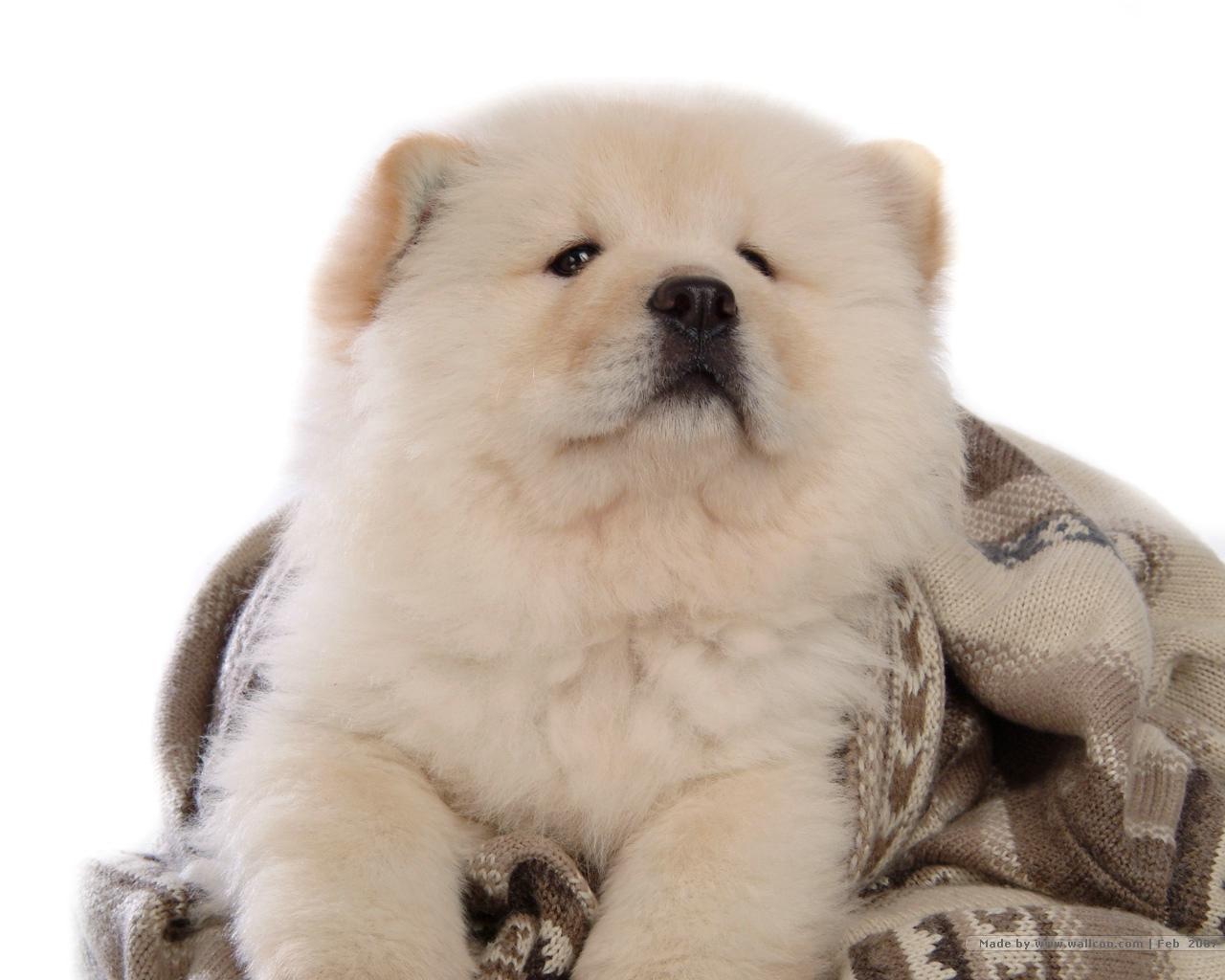 Chow Chow Wallpapers