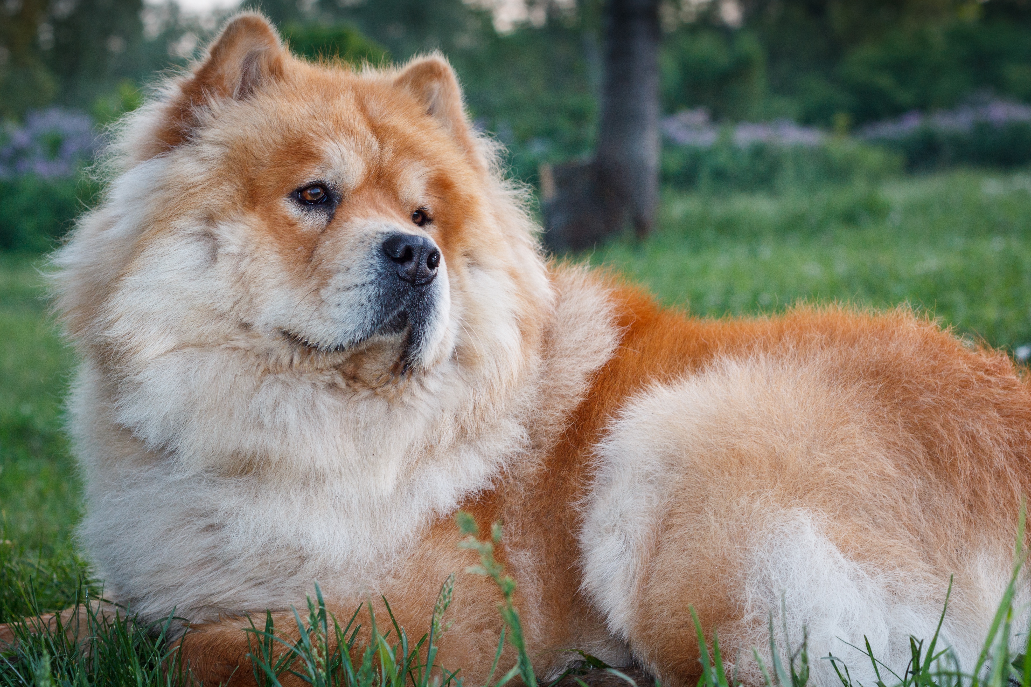 Chow Chow Wallpapers