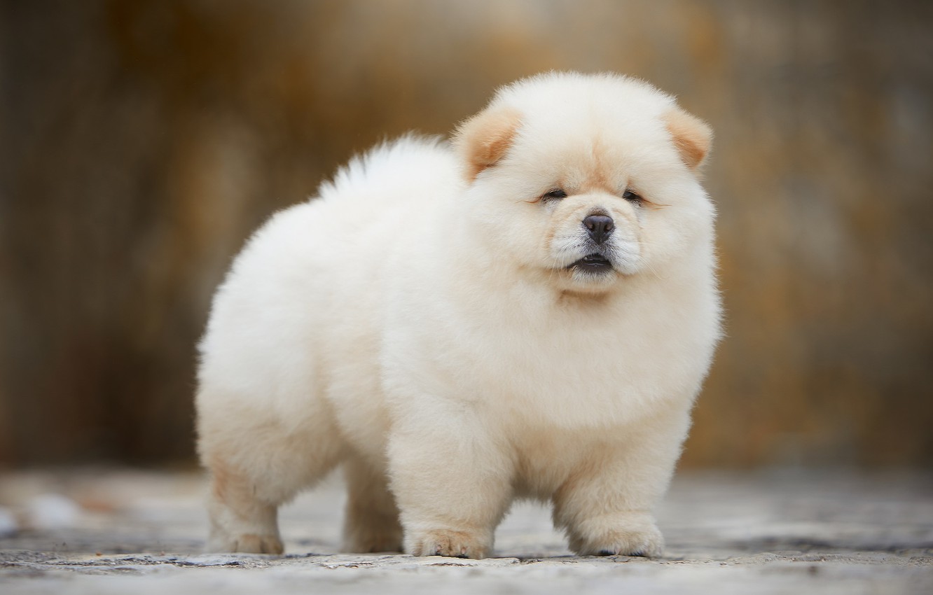 Chow Chow Wallpapers