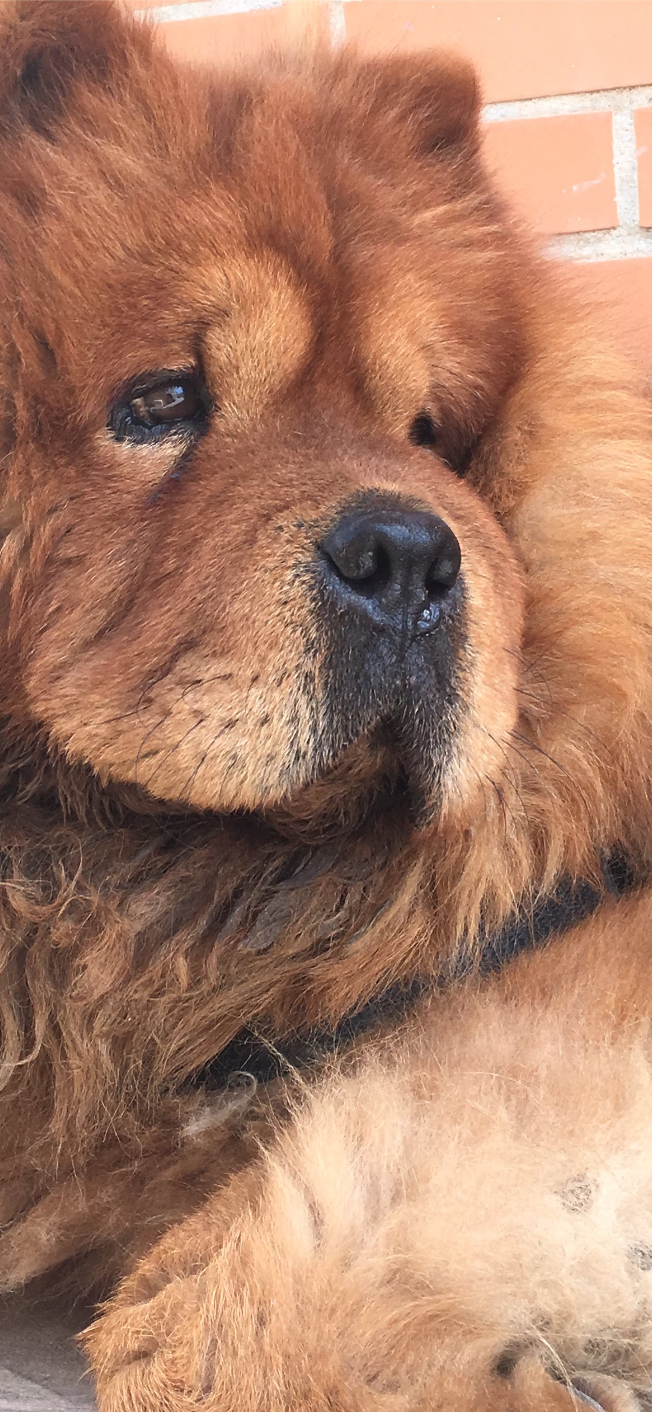 Chow Chow Wallpapers