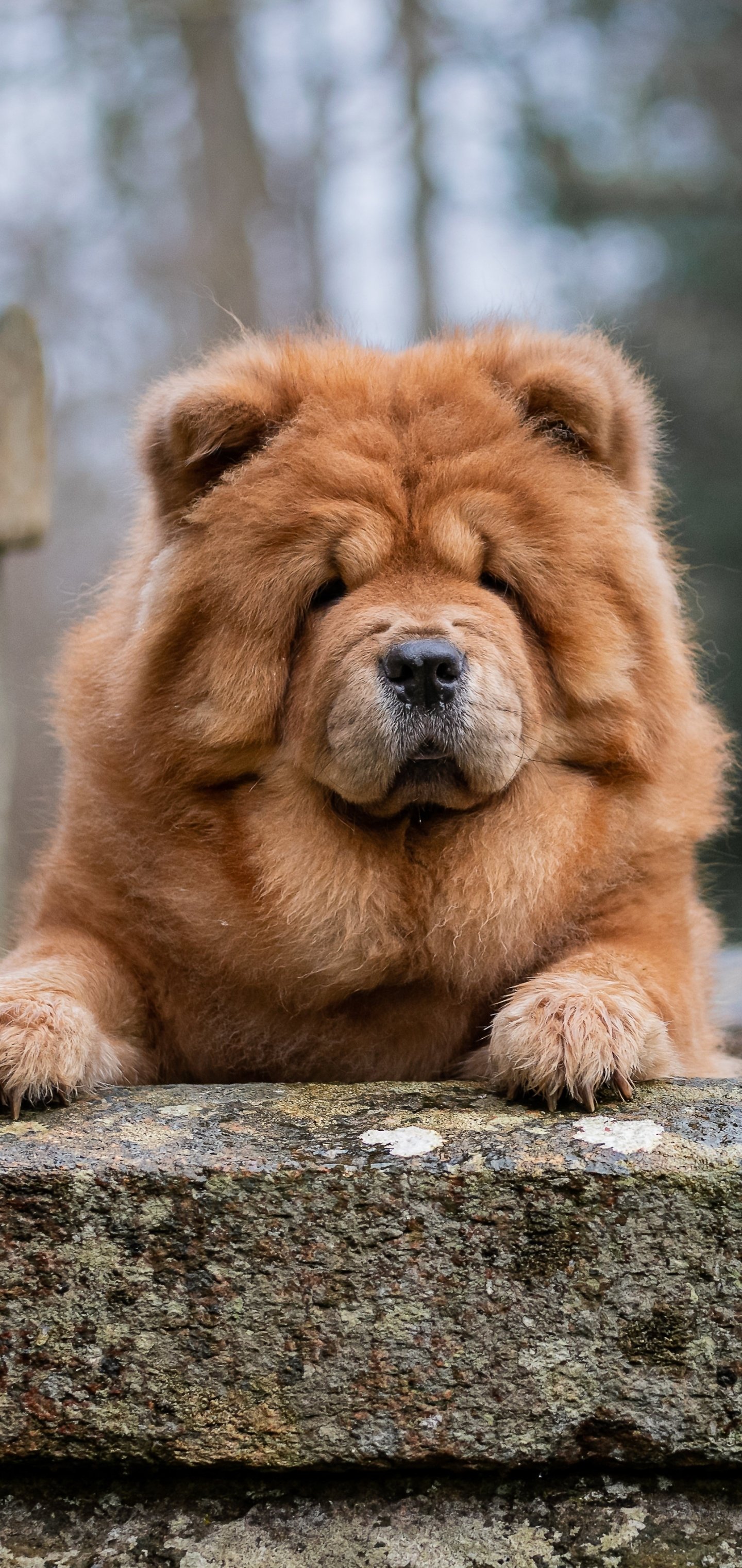 Chow Chow Wallpapers